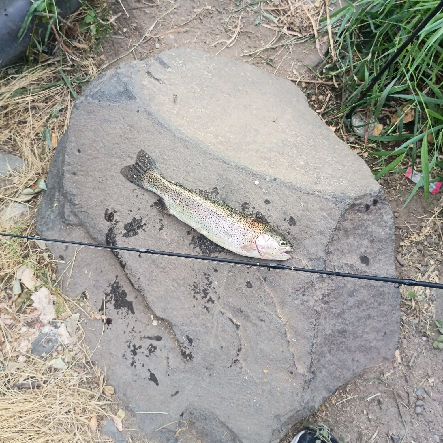 Rainbow trout caught on Fishbrain