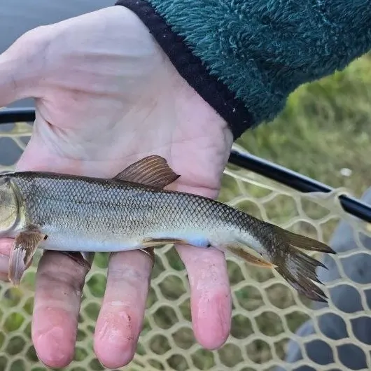 White sucker caught on Fishbrain
