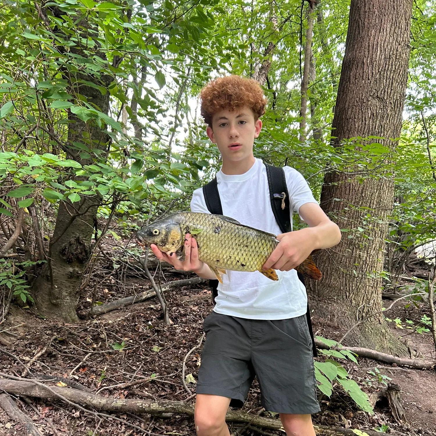 Common carp caught on Fishbrain