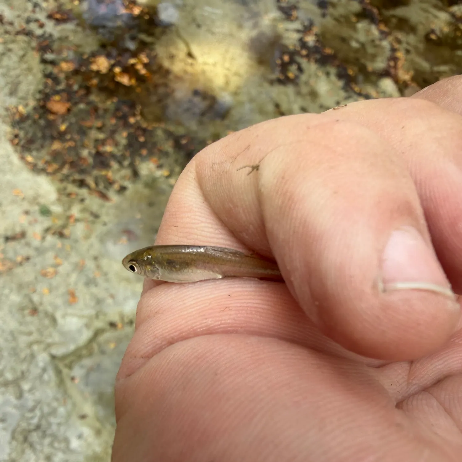 The most recent Fathead minnow catches on Fishbrain