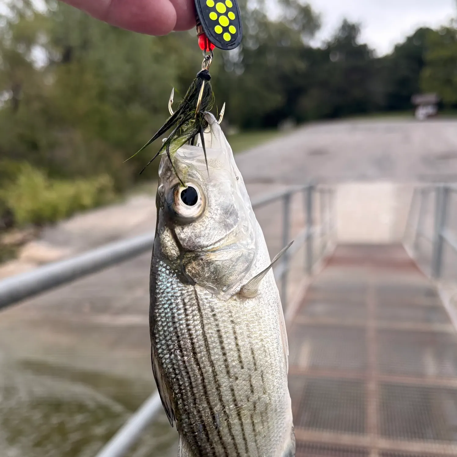 Wiper caught on Fishbrain