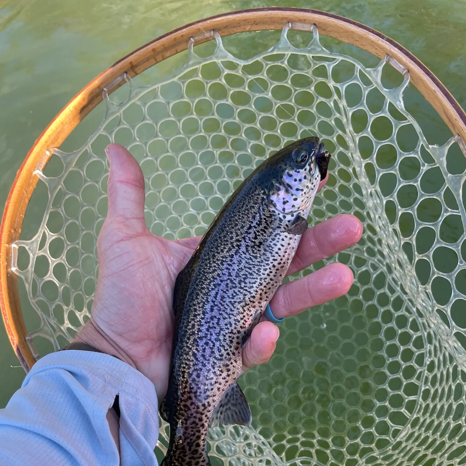 Rainbow trout caught on Fishbrain