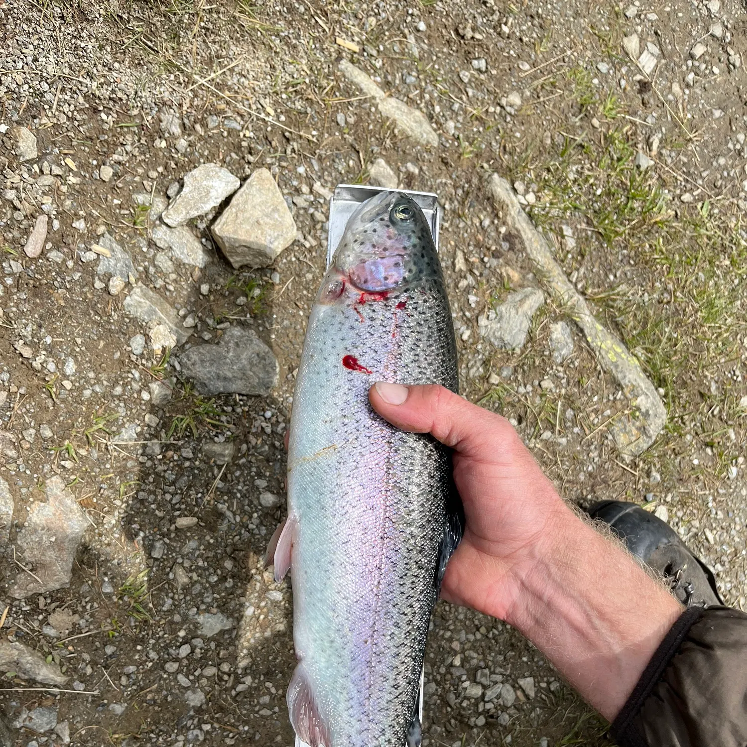 Fish caught on Fishbrain