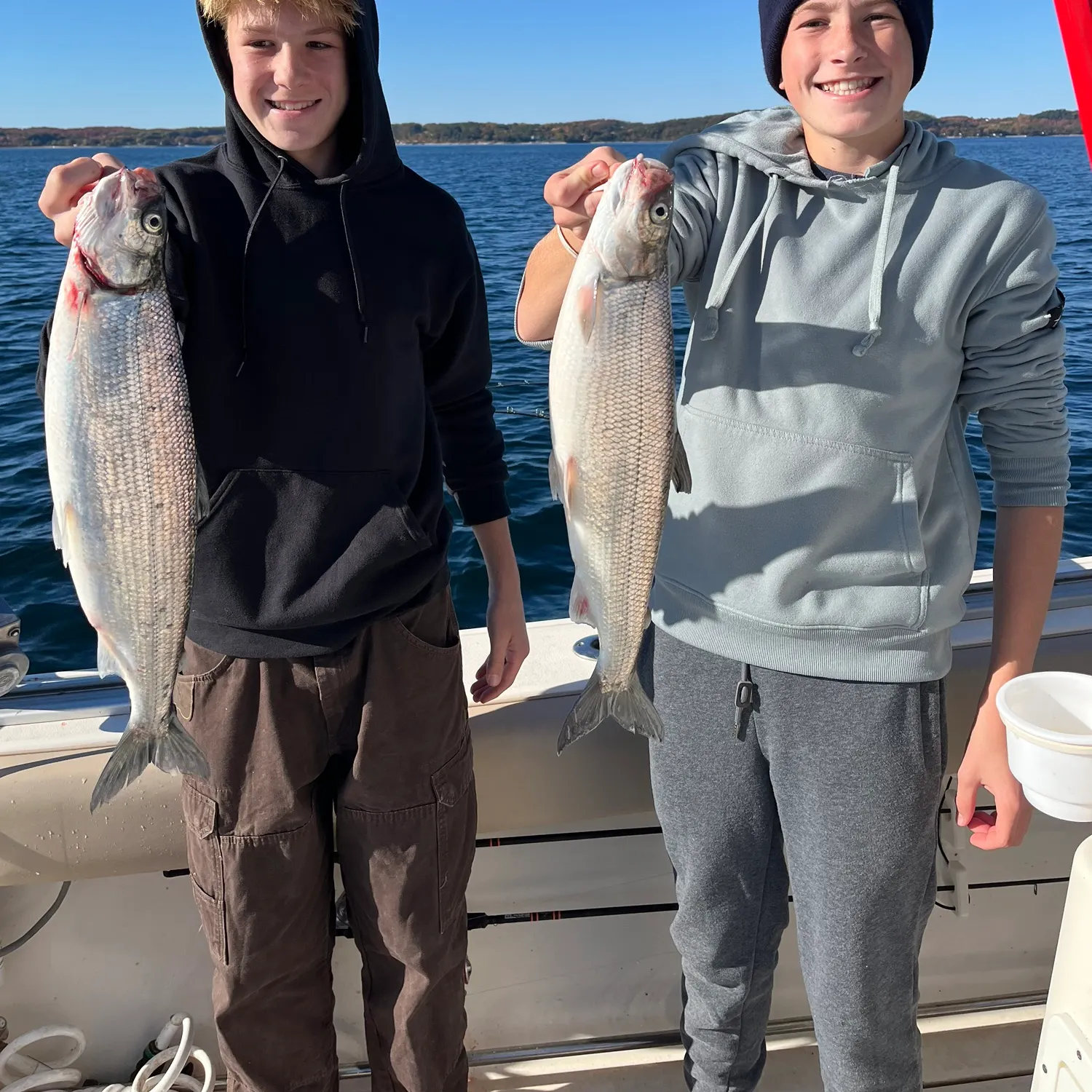 The most recent Northern cisco catches on Fishbrain
