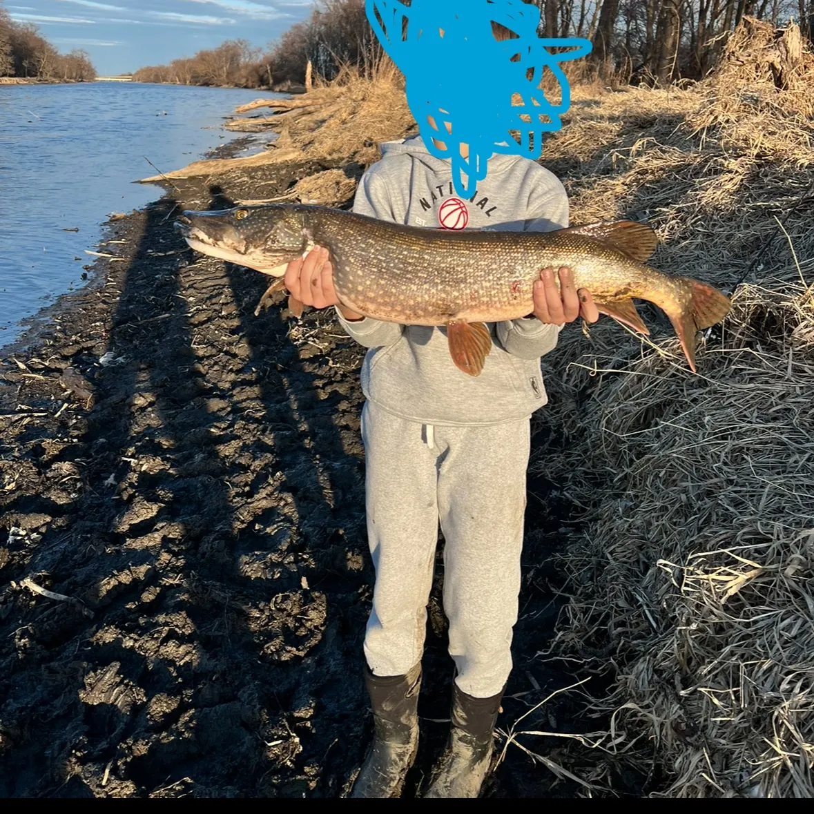 Northern pike caught on Fishbrain