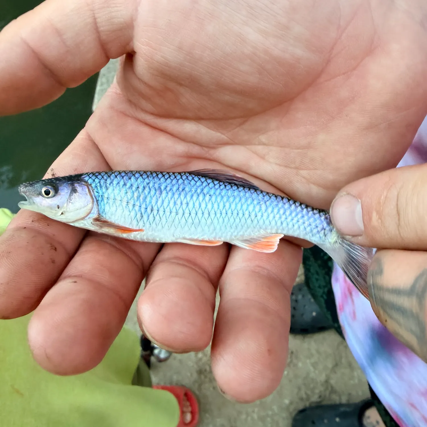 The most recent Whitetail shiner catches on Fishbrain