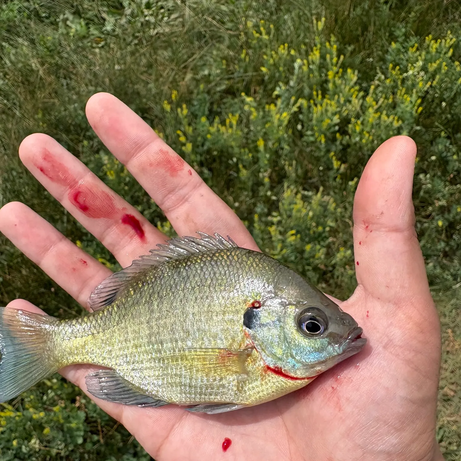 The most recent Bluegill catches on Fishbrain