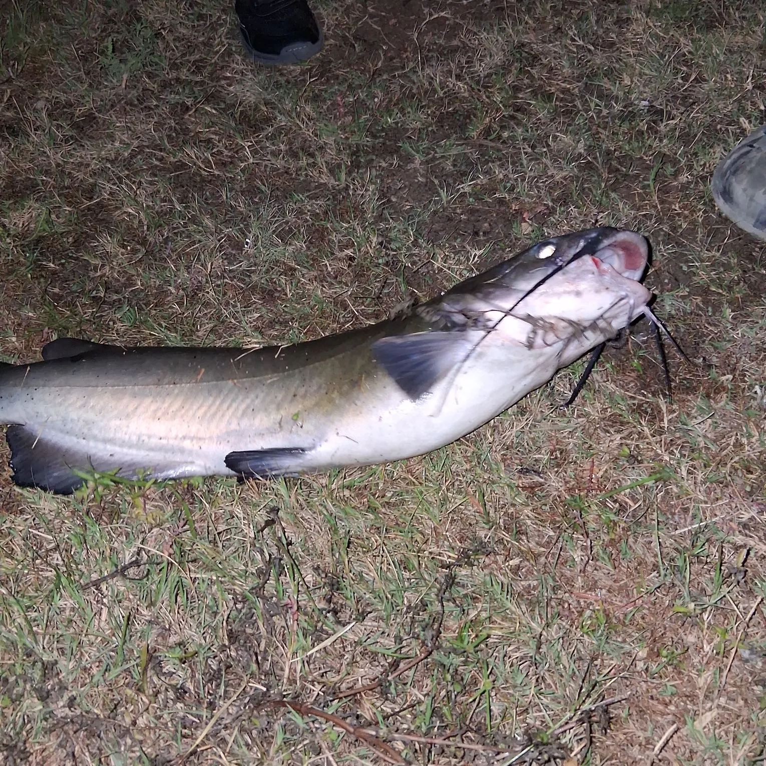 Channel catfish caught on Fishbrain