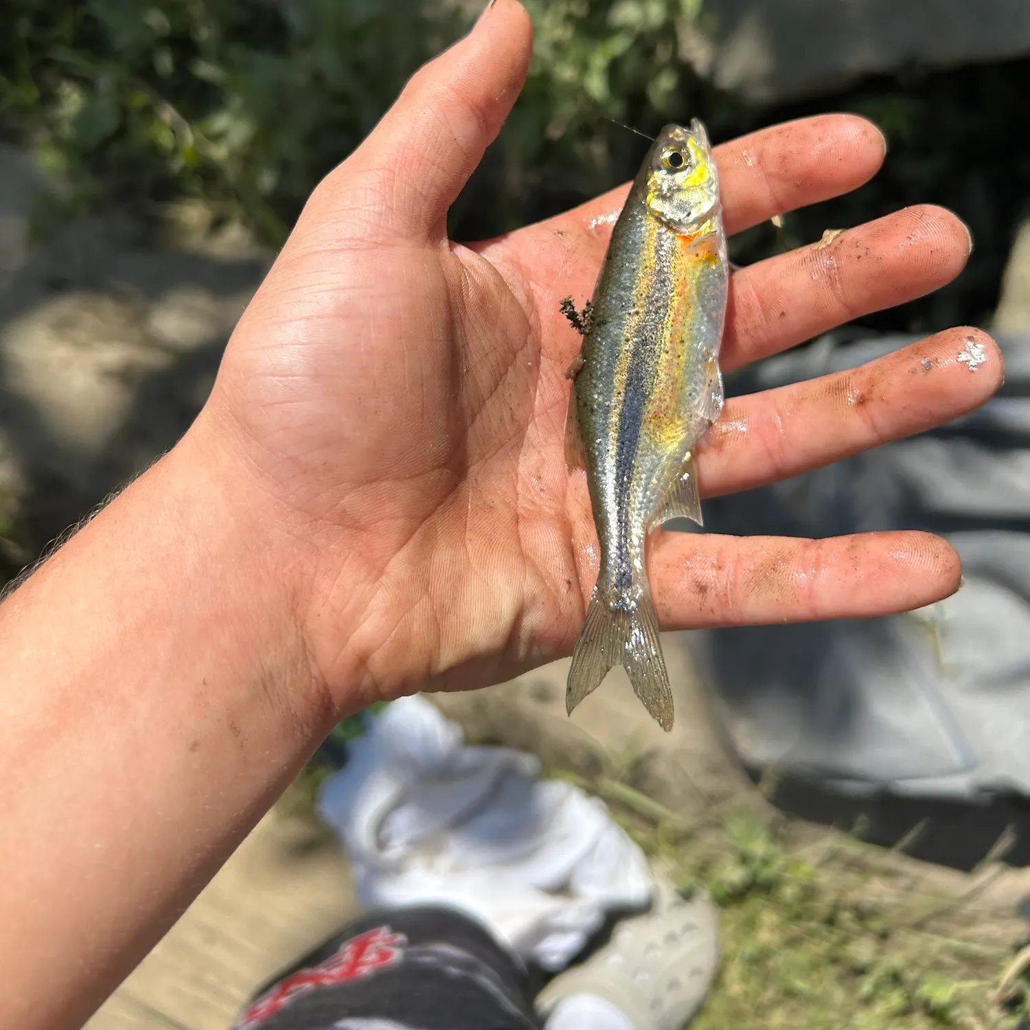 The most recent Redside shiner catches on Fishbrain
