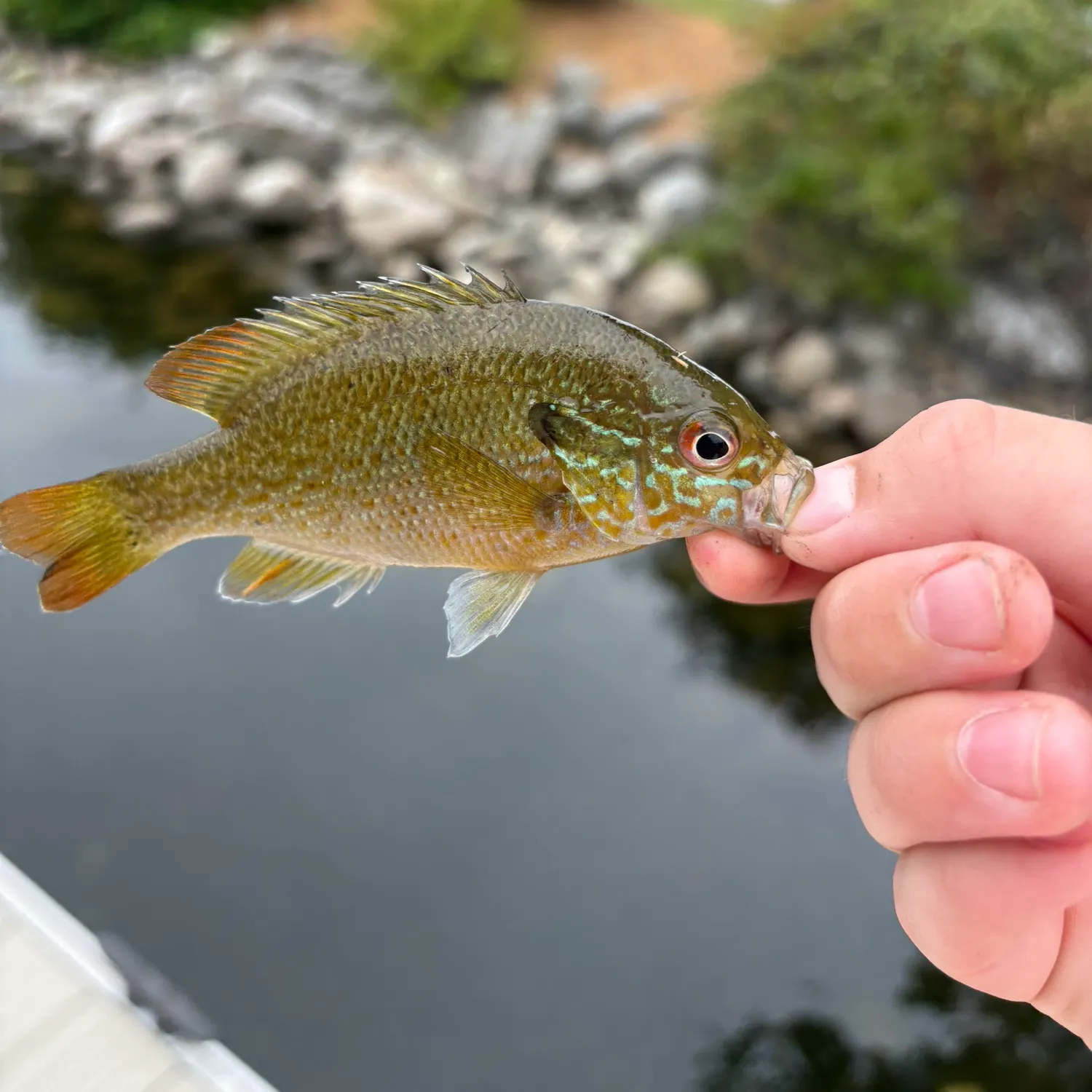 Fish caught on Fishbrain