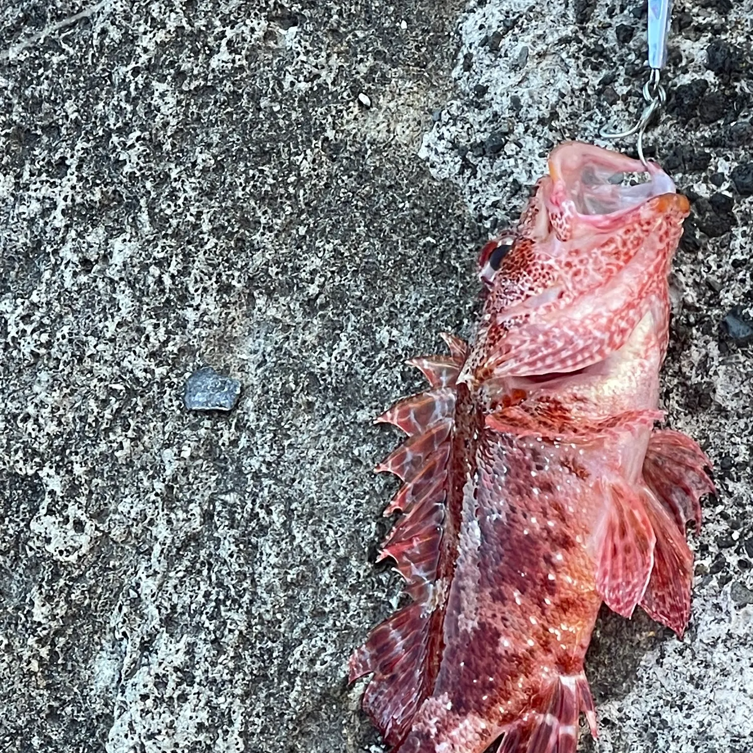 The most recent Rock hind catches on Fishbrain