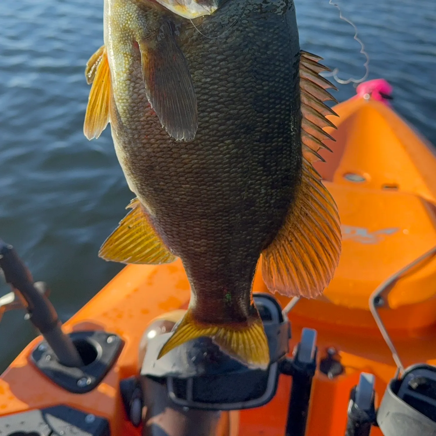 Smallmouth bass caught on Fishbrain