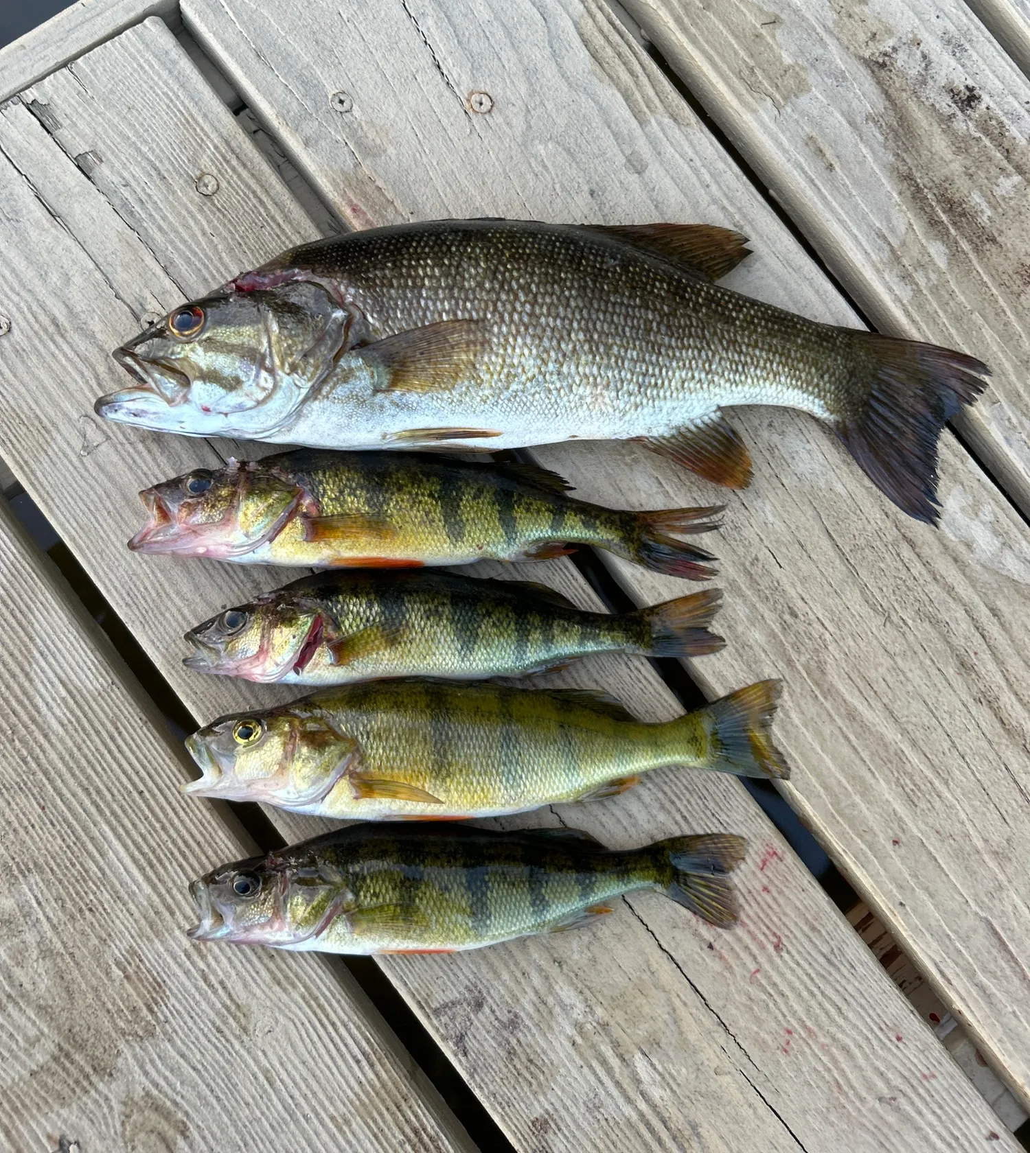 recently logged catches