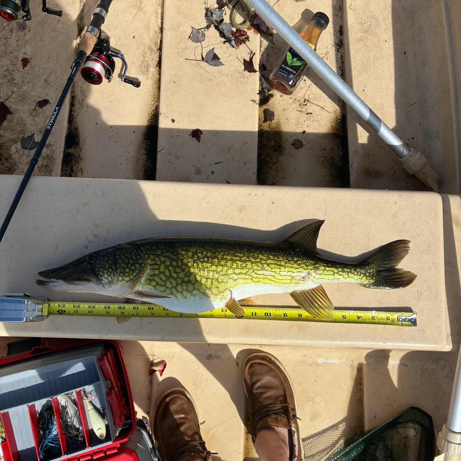Chain pickerel caught on Fishbrain