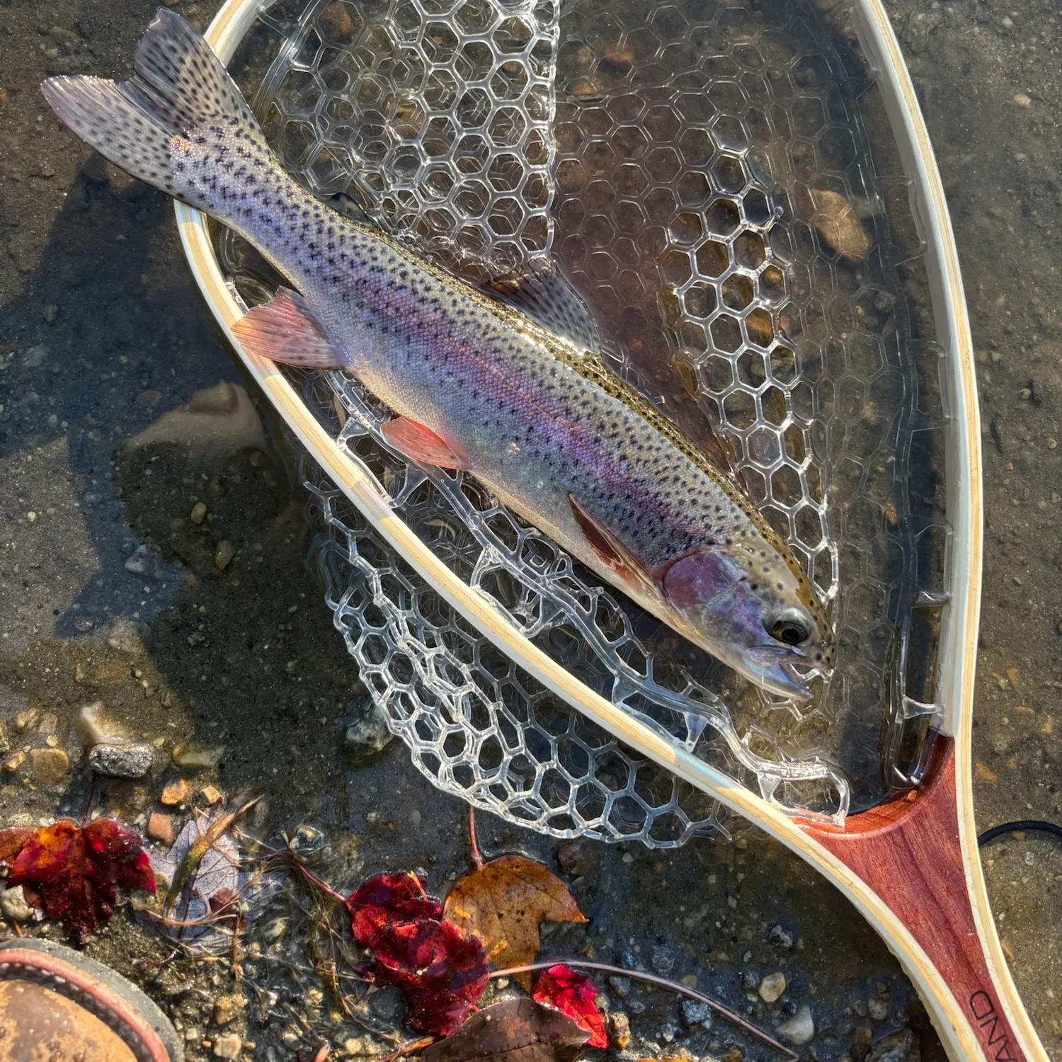 Rainbow trout caught on Fishbrain