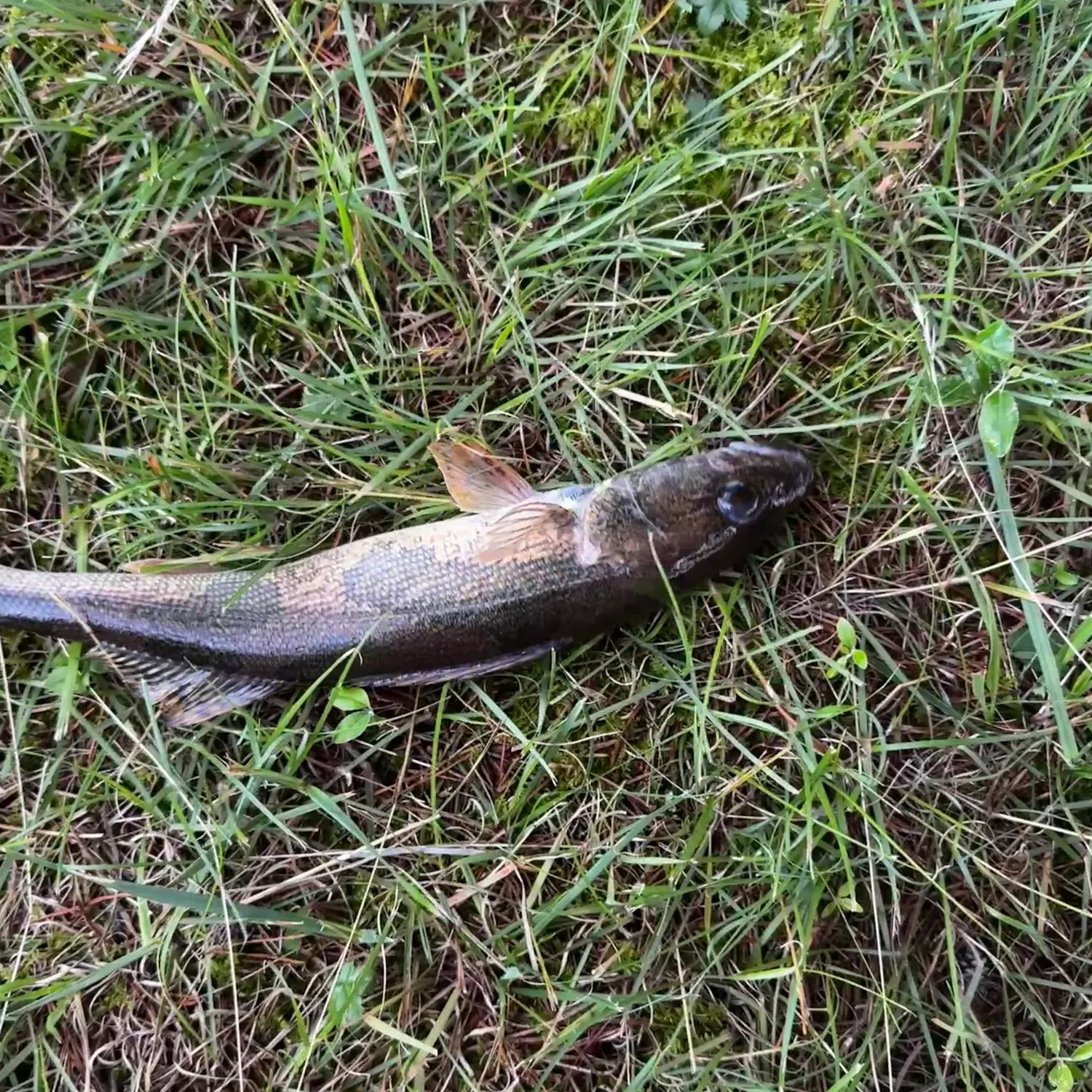The most recent Sauger catches on Fishbrain