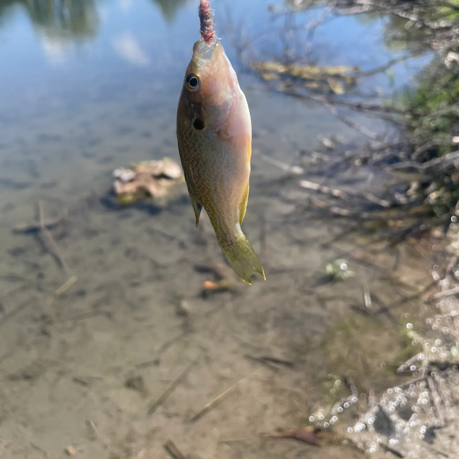 Green sunfish caught on Fishbrain