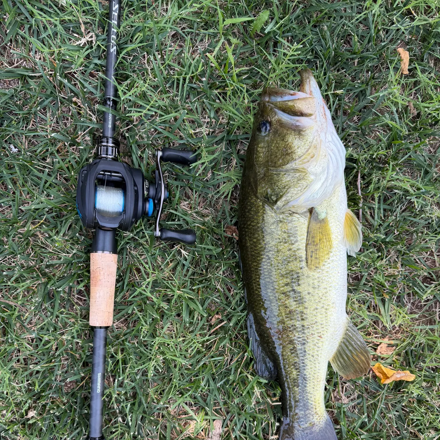 Largemouth bass caught on Fishbrain