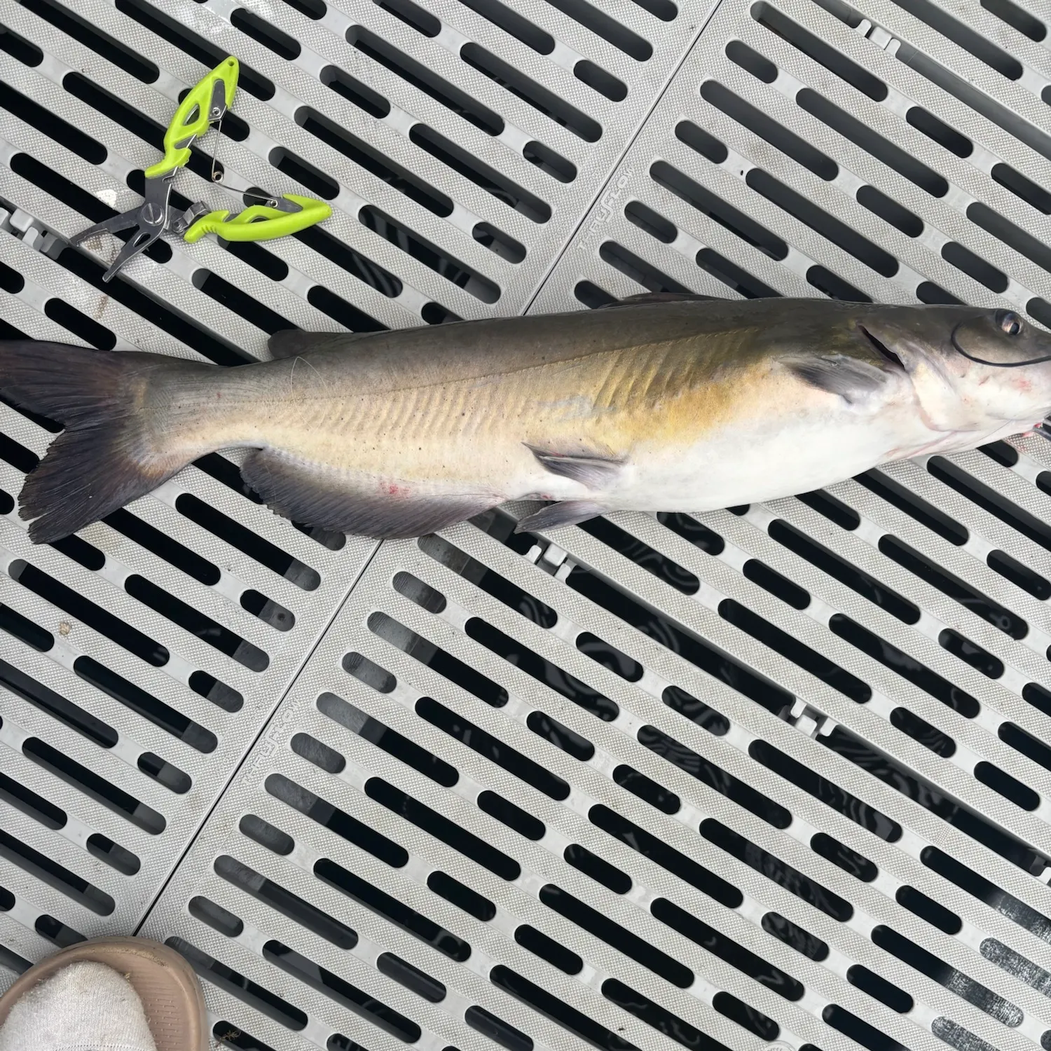 Channel catfish caught on Fishbrain