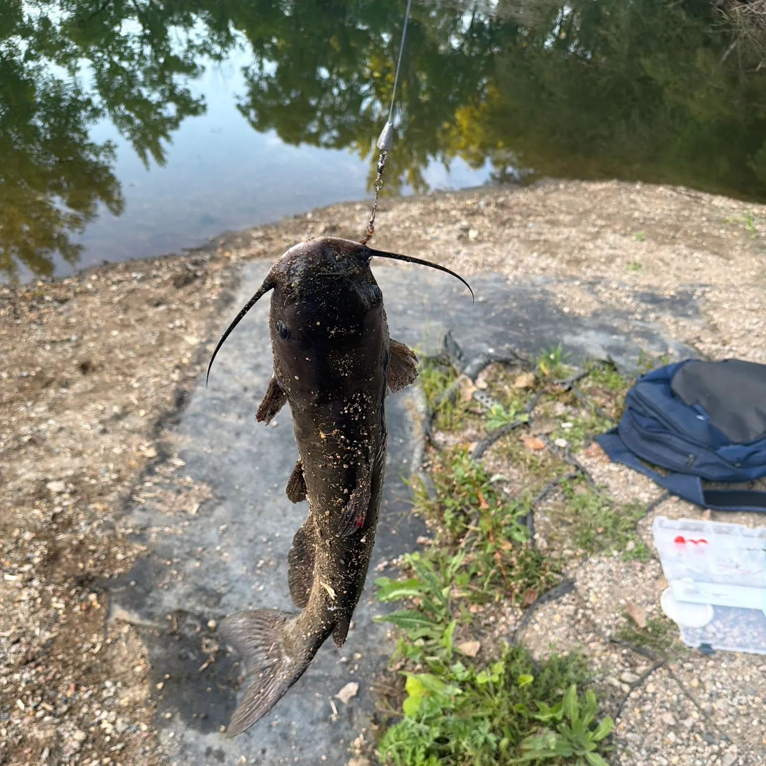 Channel catfish caught on Fishbrain