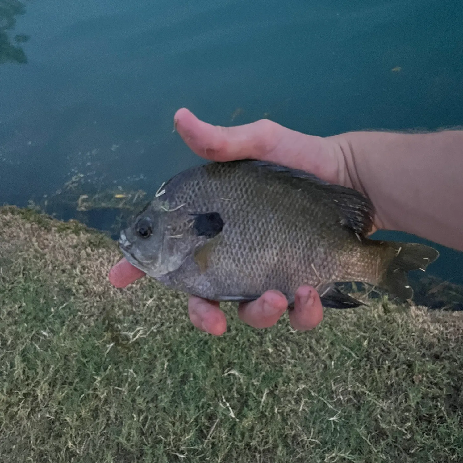 Bluegill caught on Fishbrain