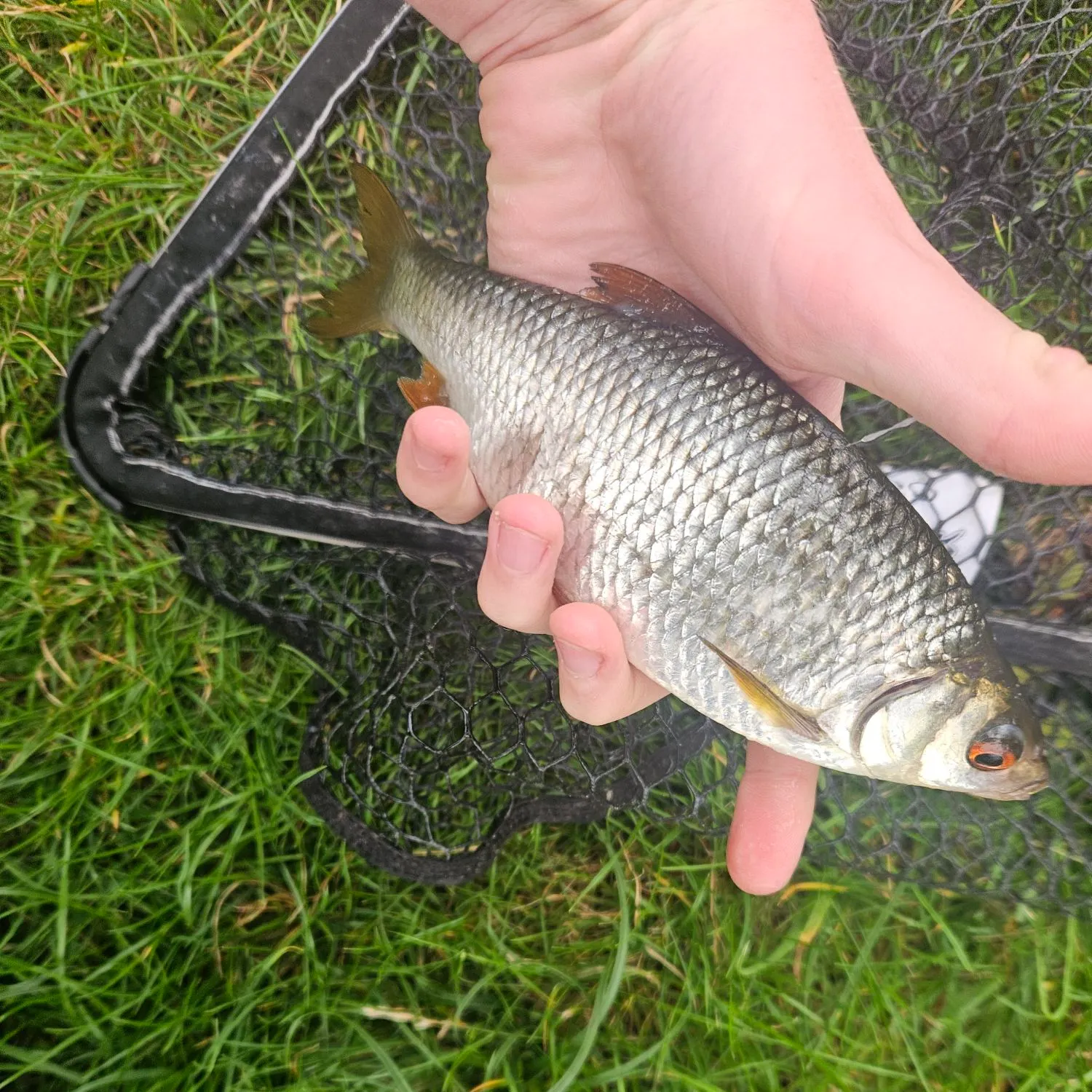 Common roach caught on Fishbrain