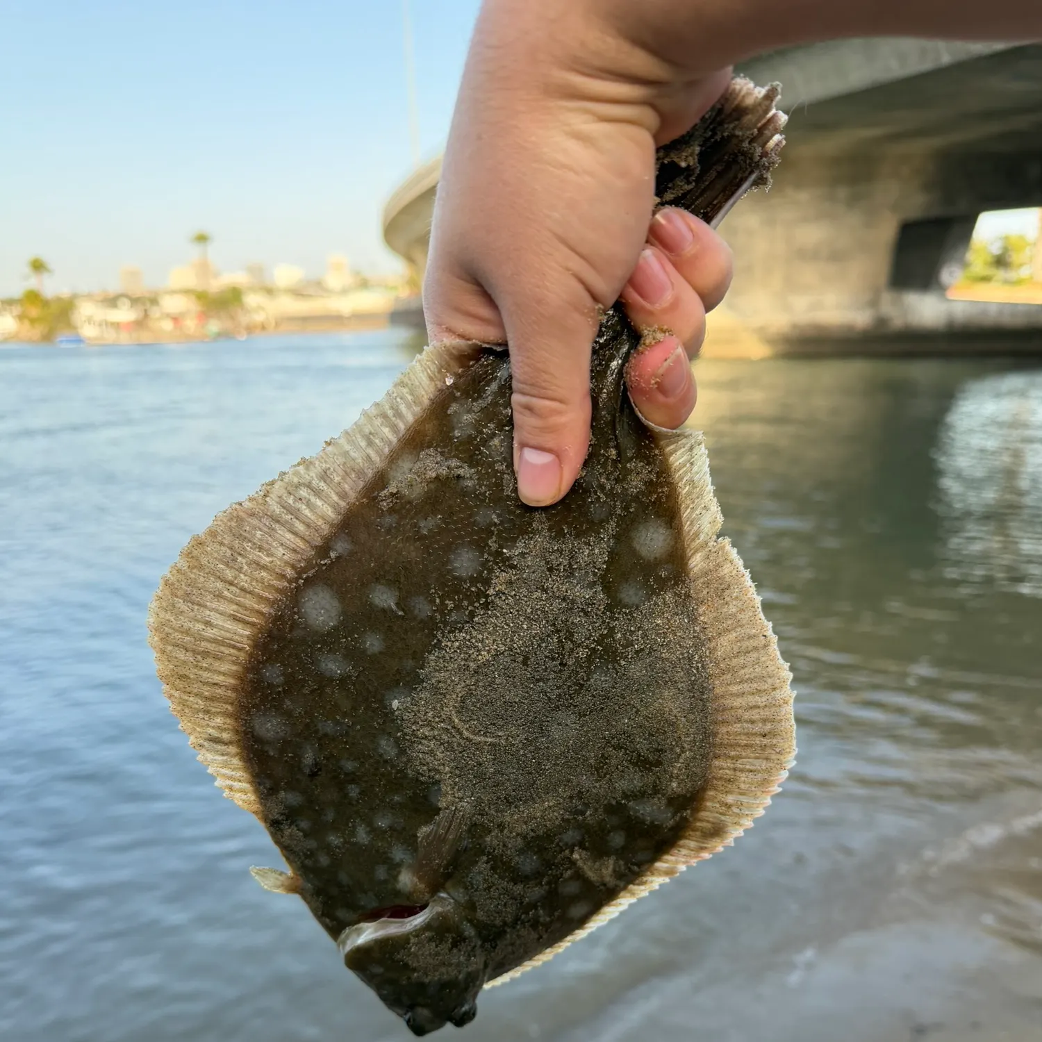 The most recent Diamond turbot catches on Fishbrain