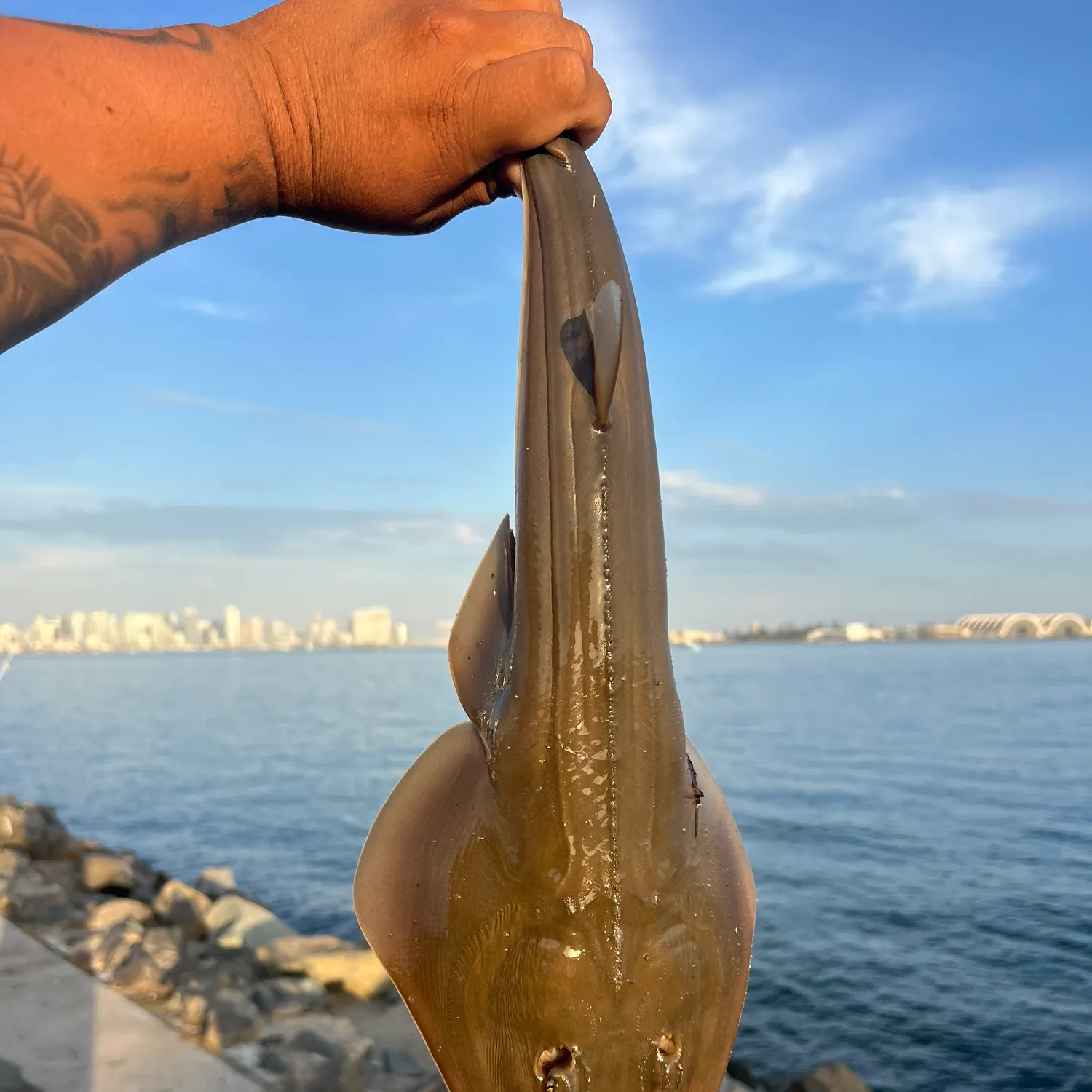Pacific shovelnose guitarfish caught on Fishbrain