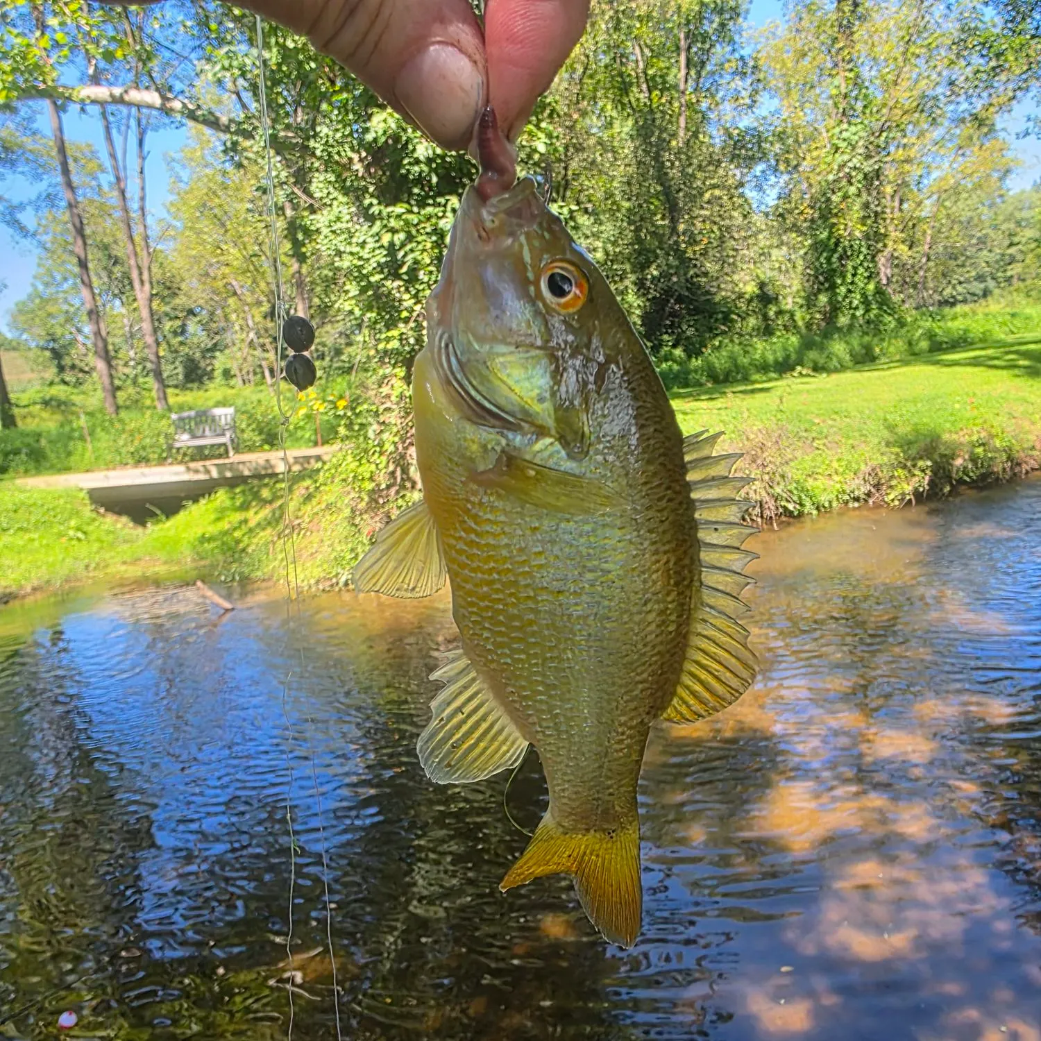 Redbreast sunfish caught on Fishbrain