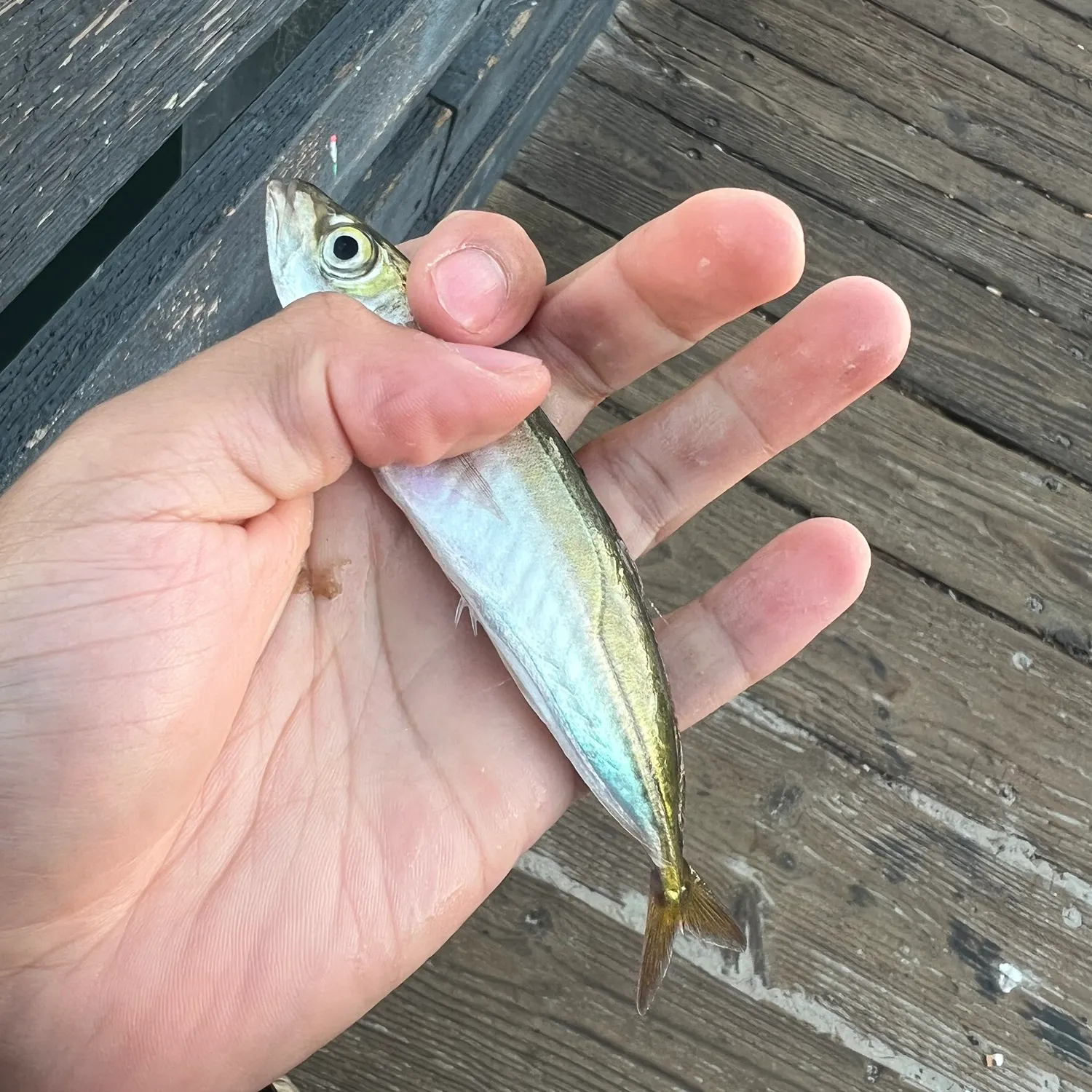 The most recent Round sardinella catches on Fishbrain