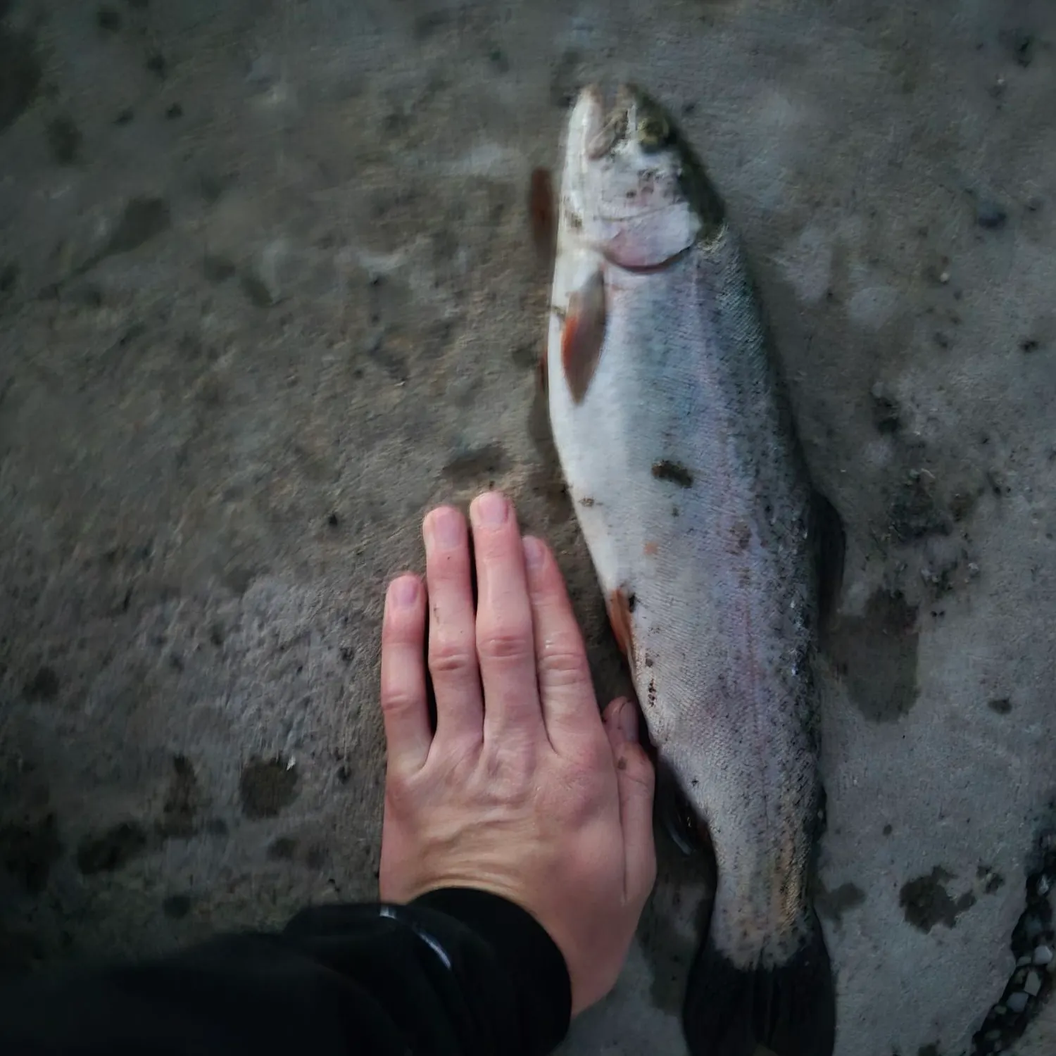 Rainbow trout caught on Fishbrain