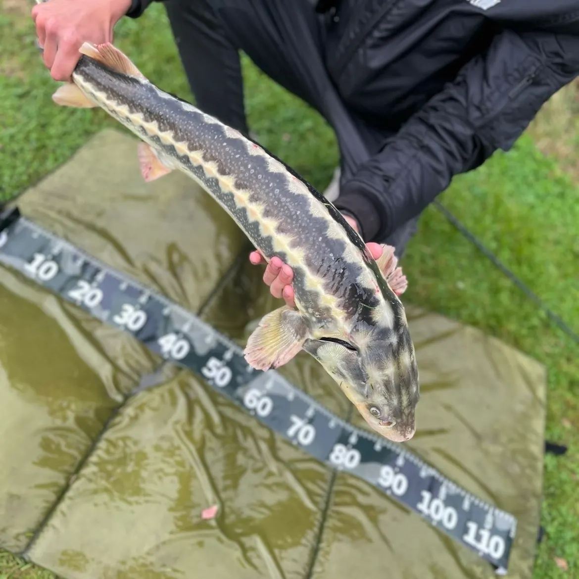 The most recent Russian sturgeon catches on Fishbrain