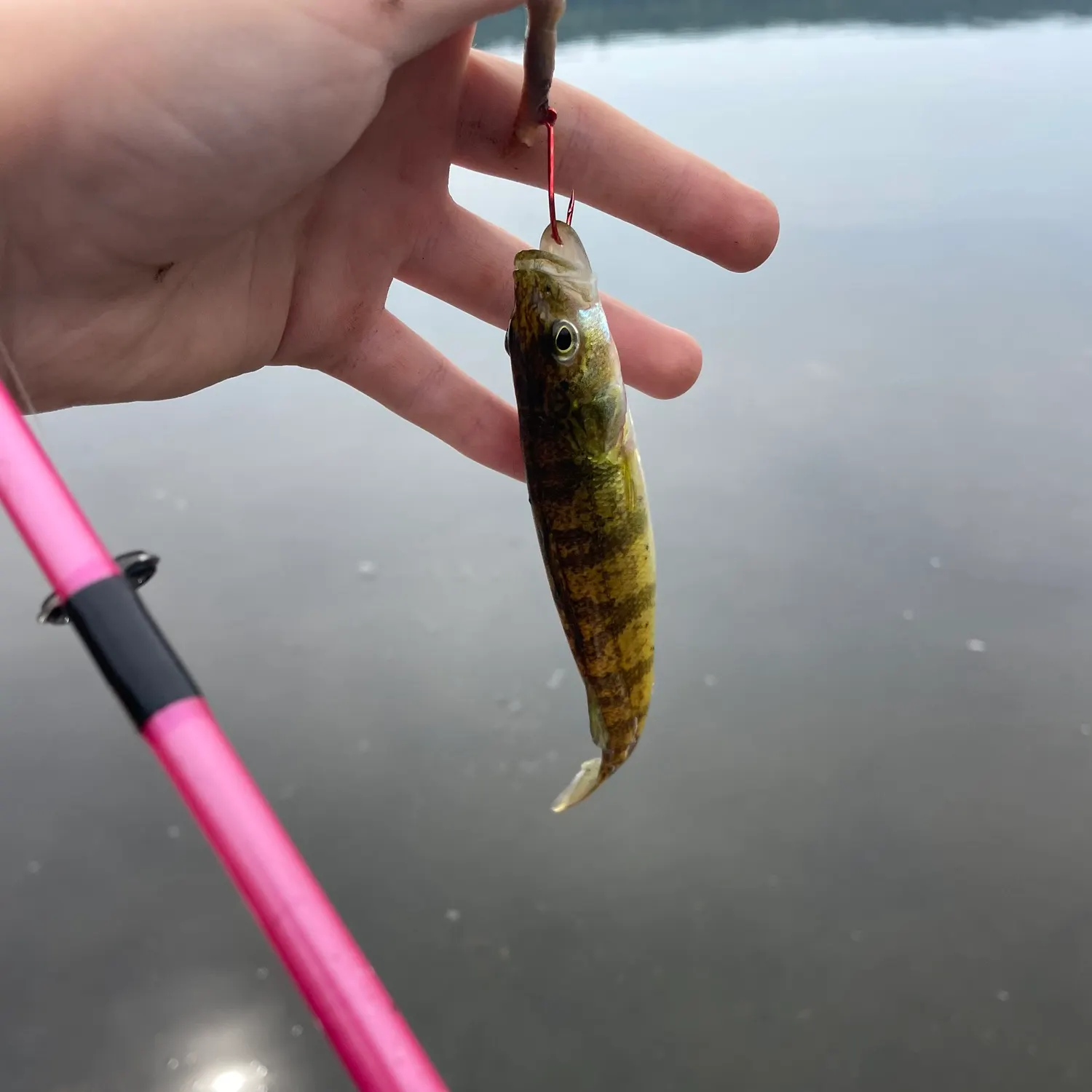 The most recent Grass pickerel catches on Fishbrain