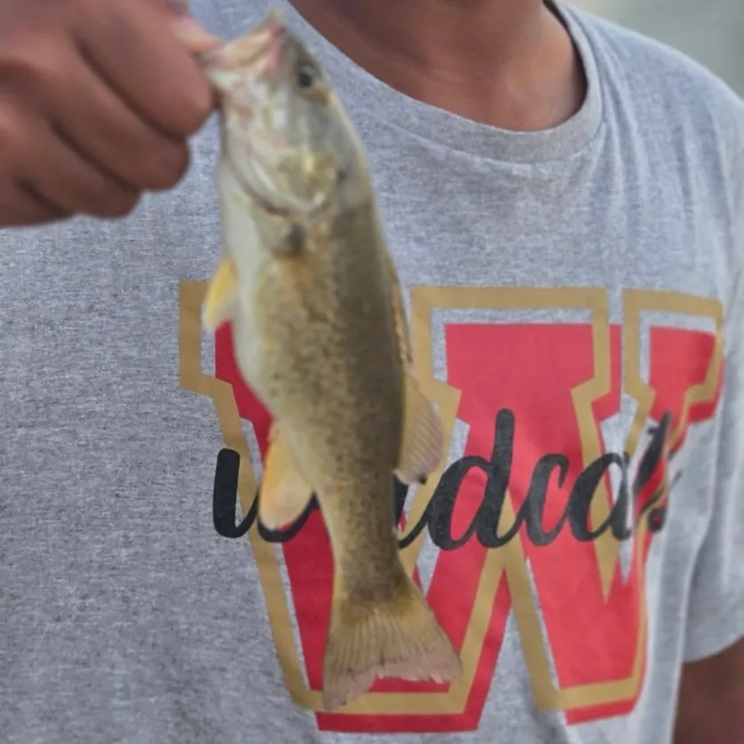 Spotted bass caught on Fishbrain