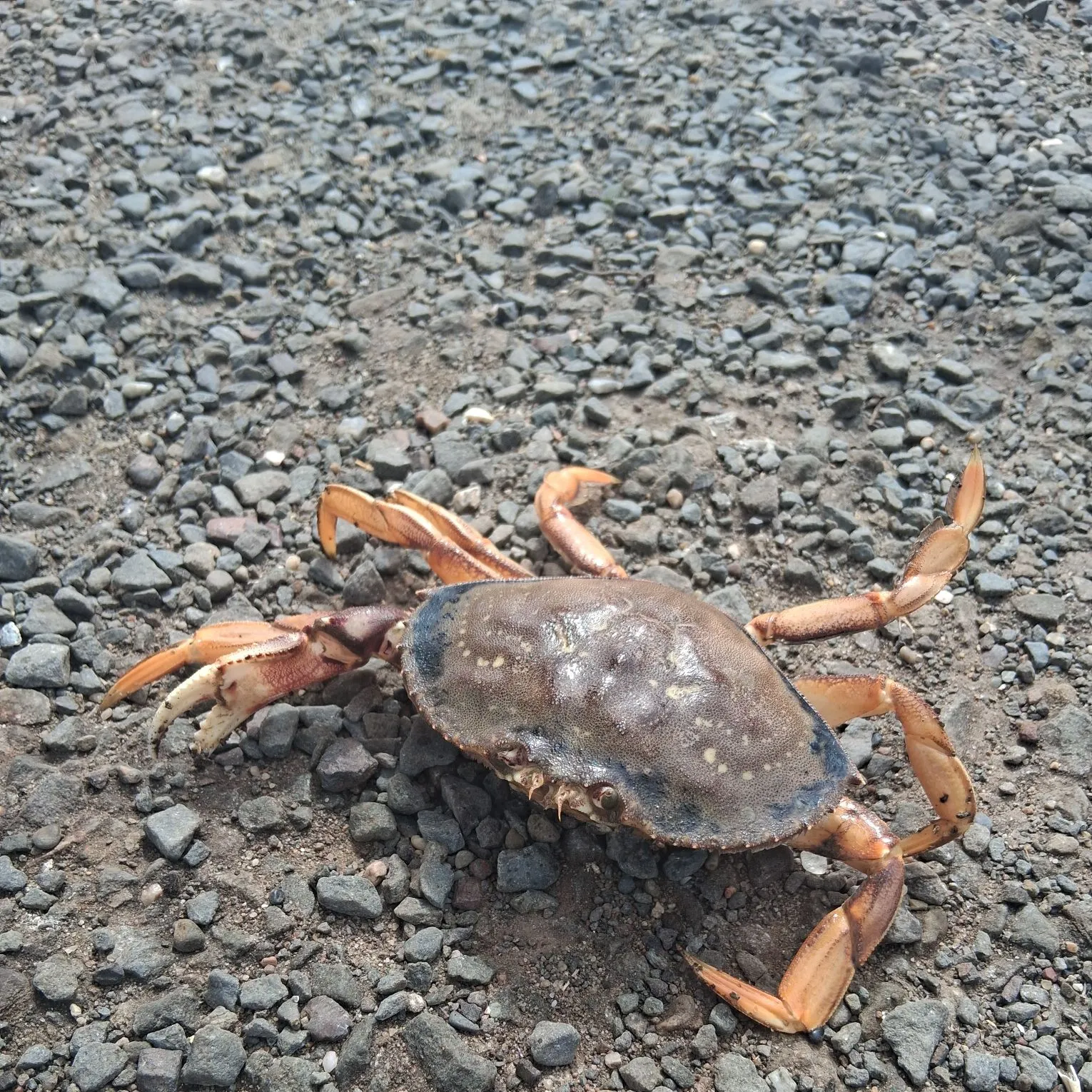 The most recent Dungeness crab catches on Fishbrain