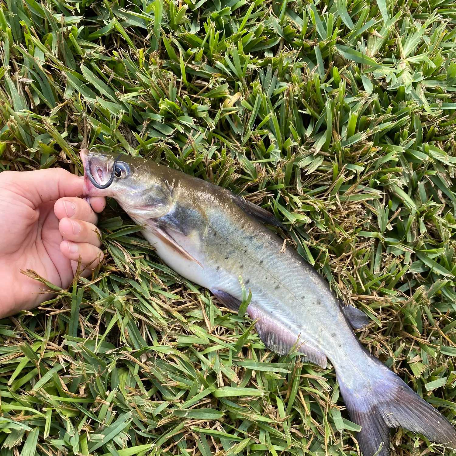 Channel catfish caught on Fishbrain