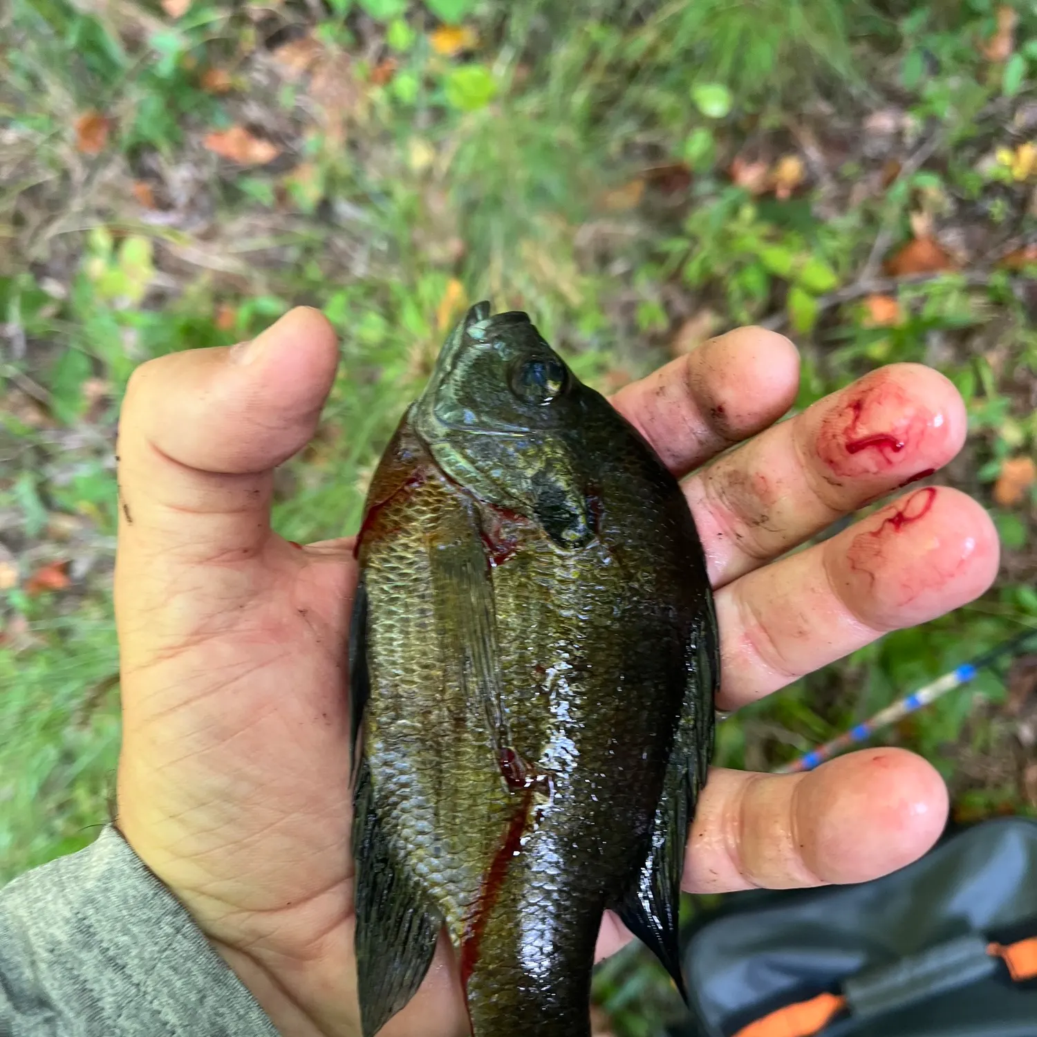 Bluegill caught on Fishbrain
