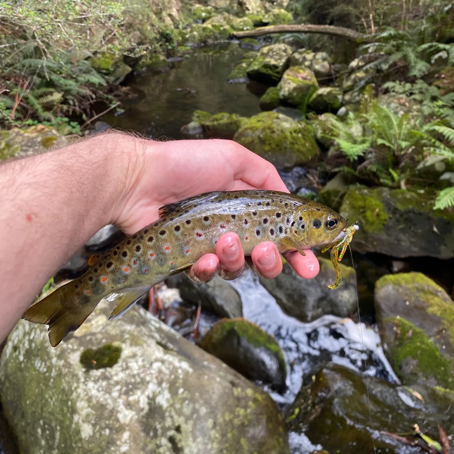 Brown trout caught on Fishbrain