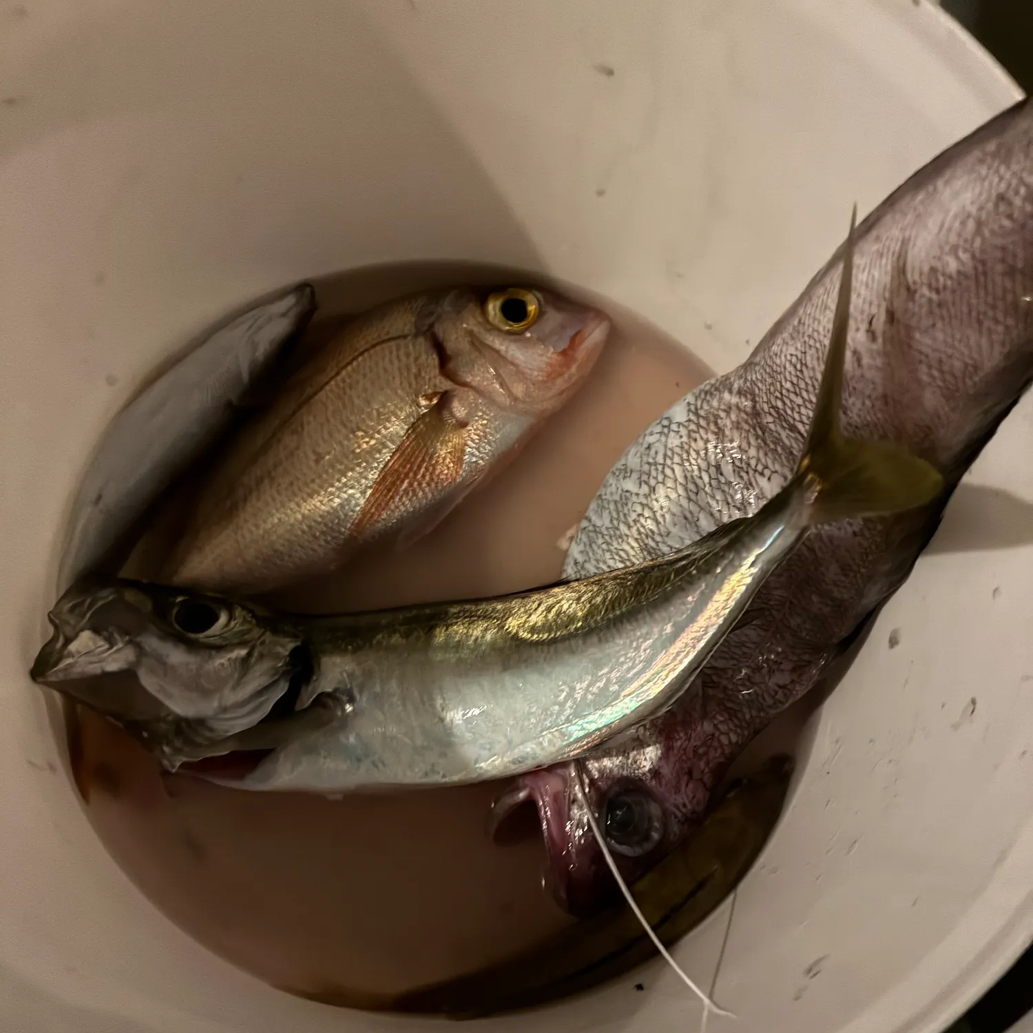 The most recent Mediterranean horse mackerel catches on Fishbrain