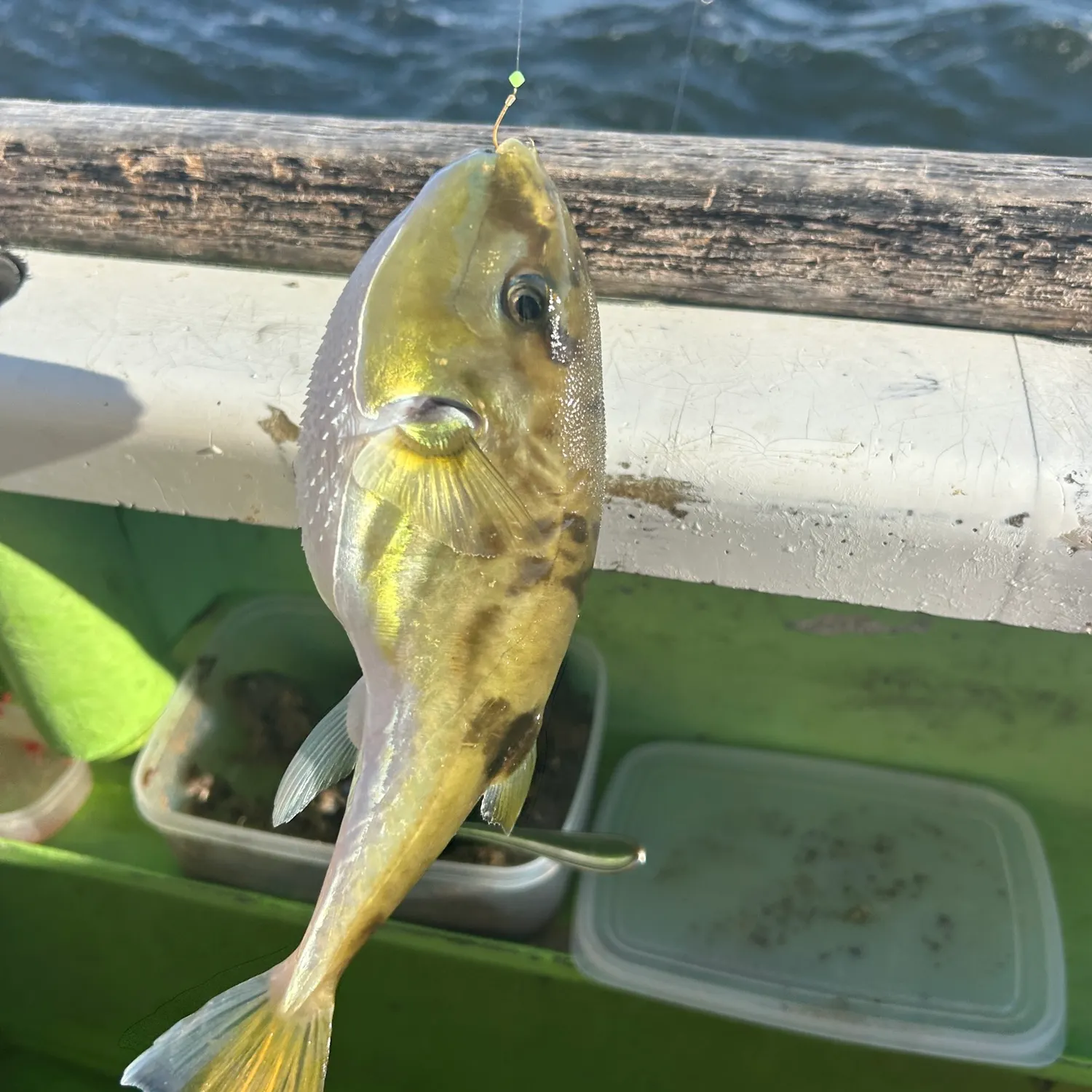 The most recent Japanese pufferfish catches on Fishbrain