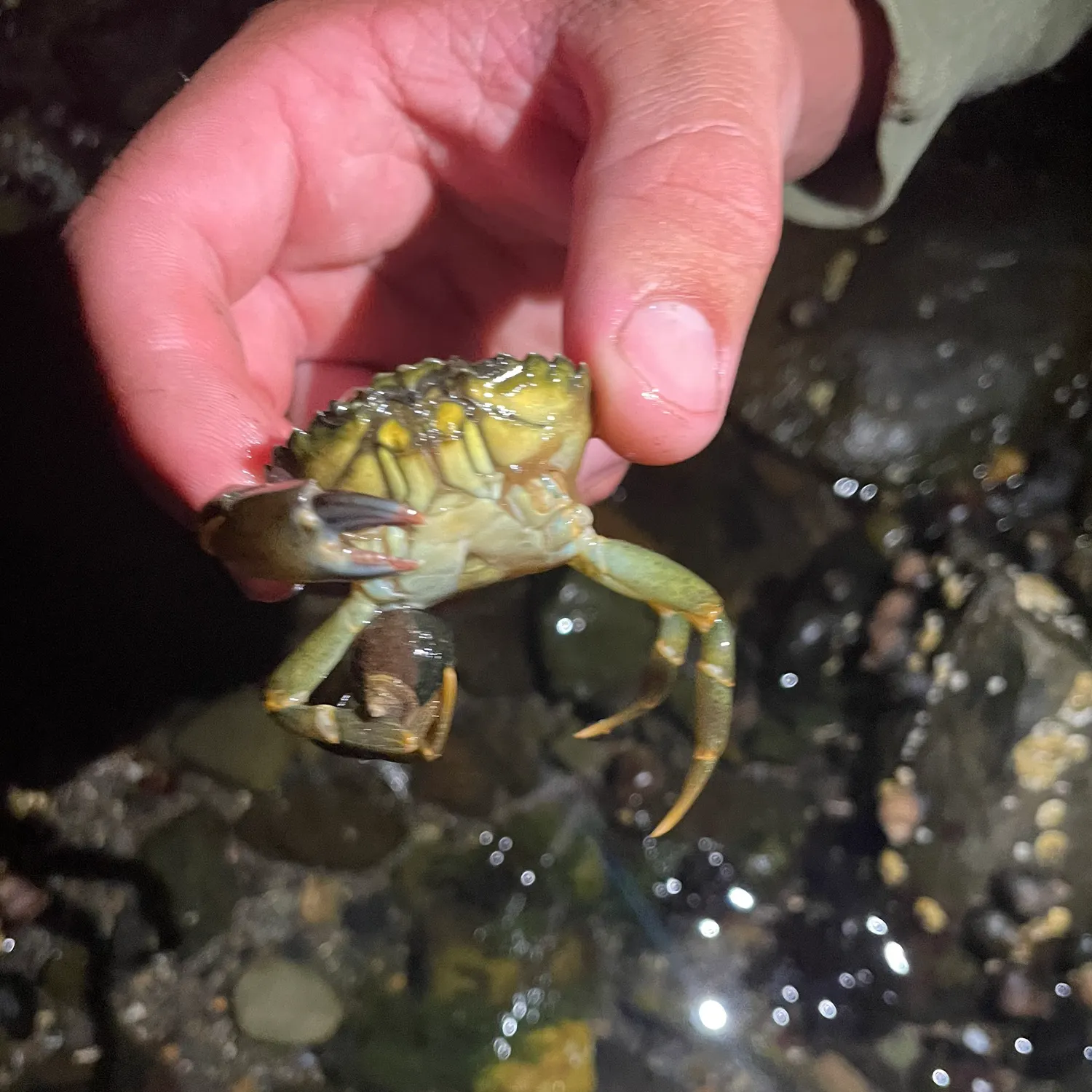 The most recent Blue land crab catches on Fishbrain