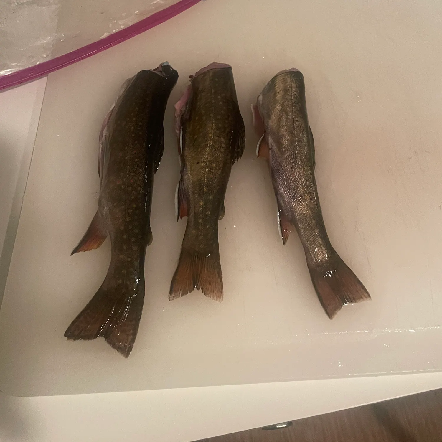 recently logged catches