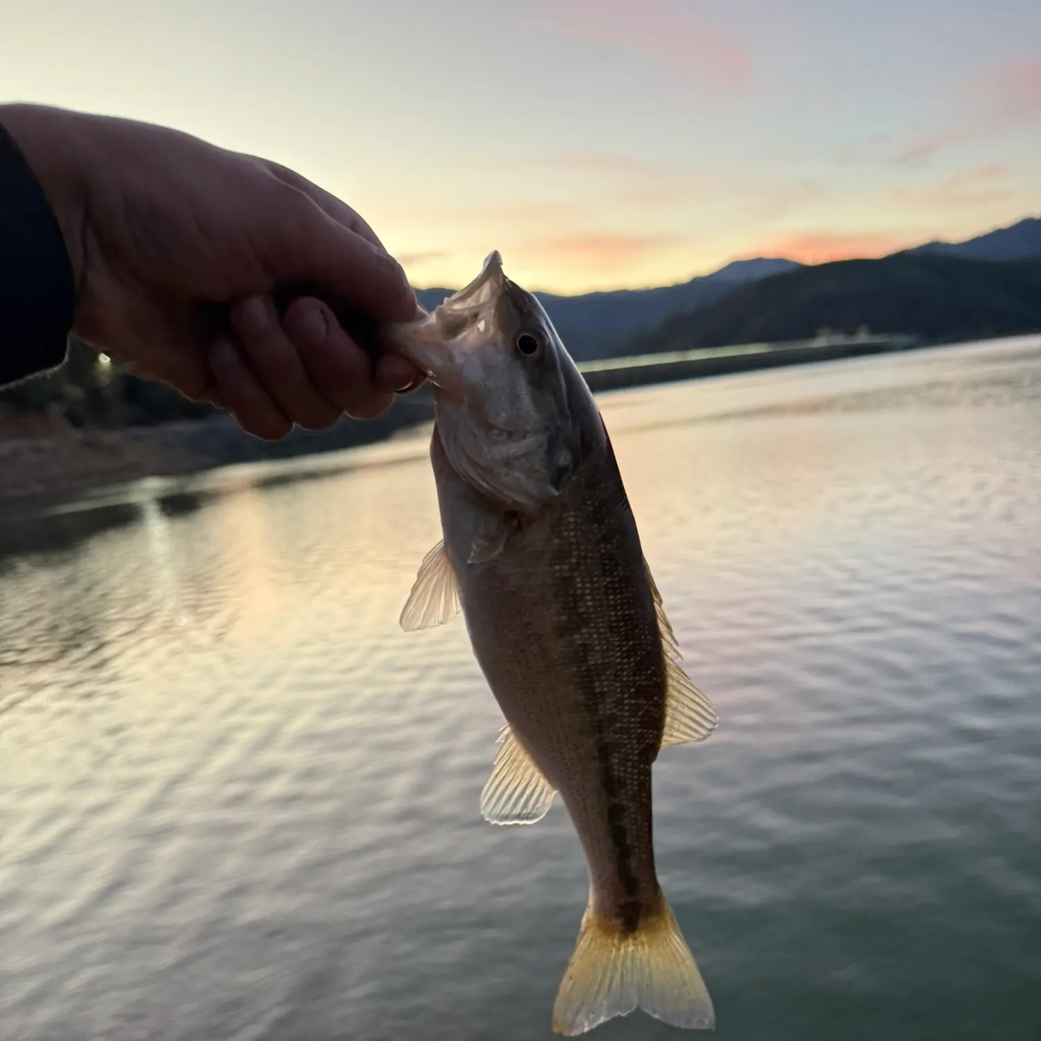 The most recent Spotted bass catches on Fishbrain