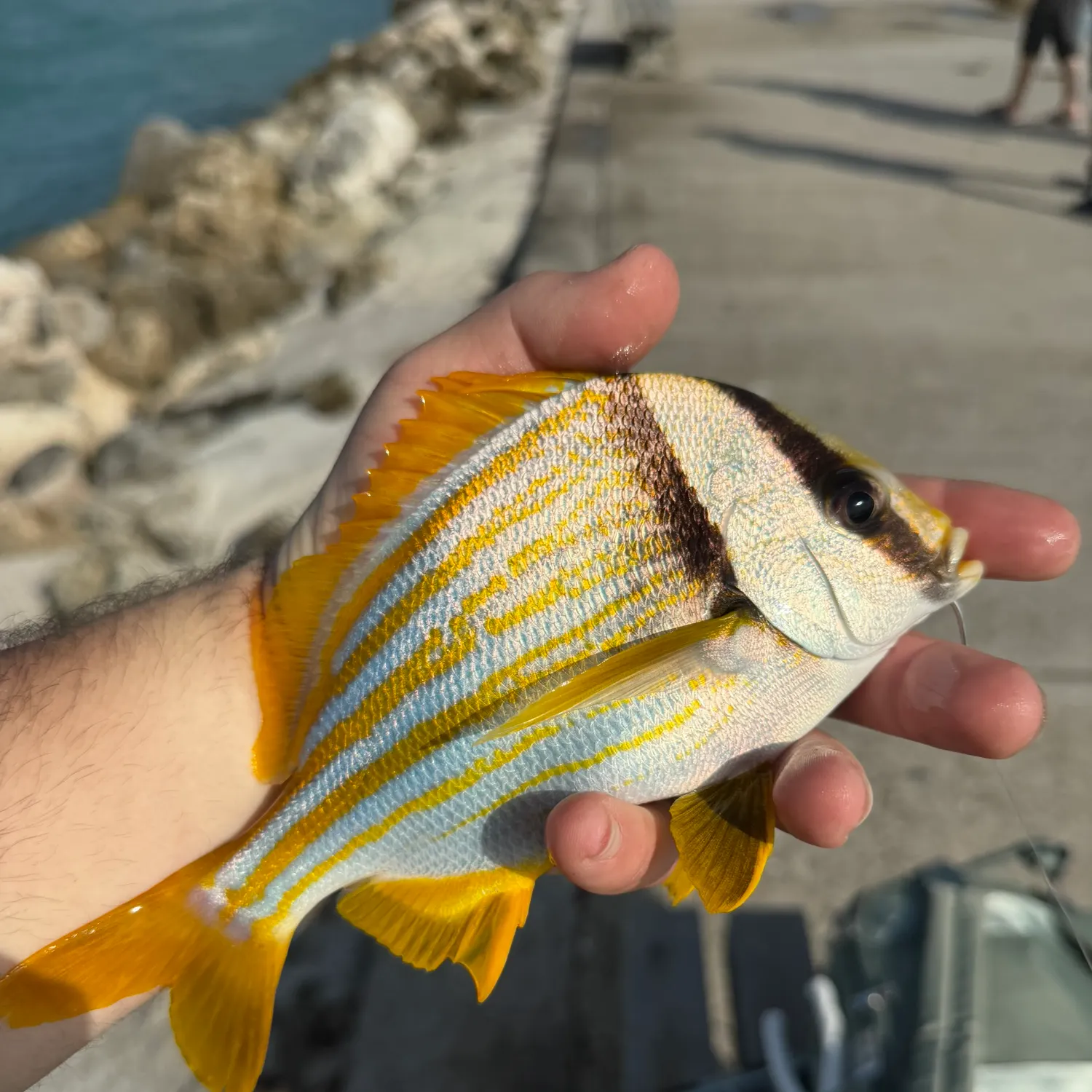 The most recent Atlantic porkfish catches on Fishbrain