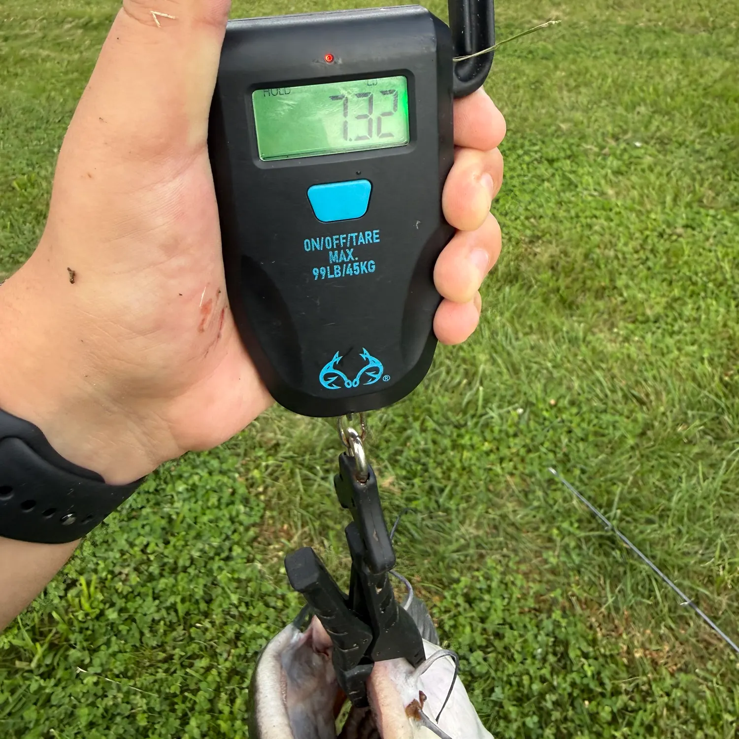 Channel catfish caught on Fishbrain