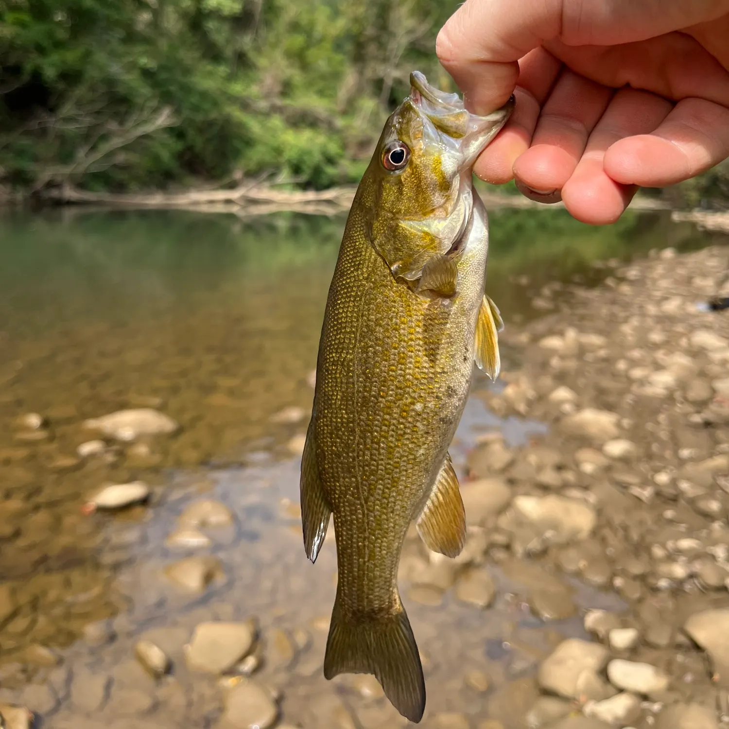 Smallmouth bass caught on Fishbrain