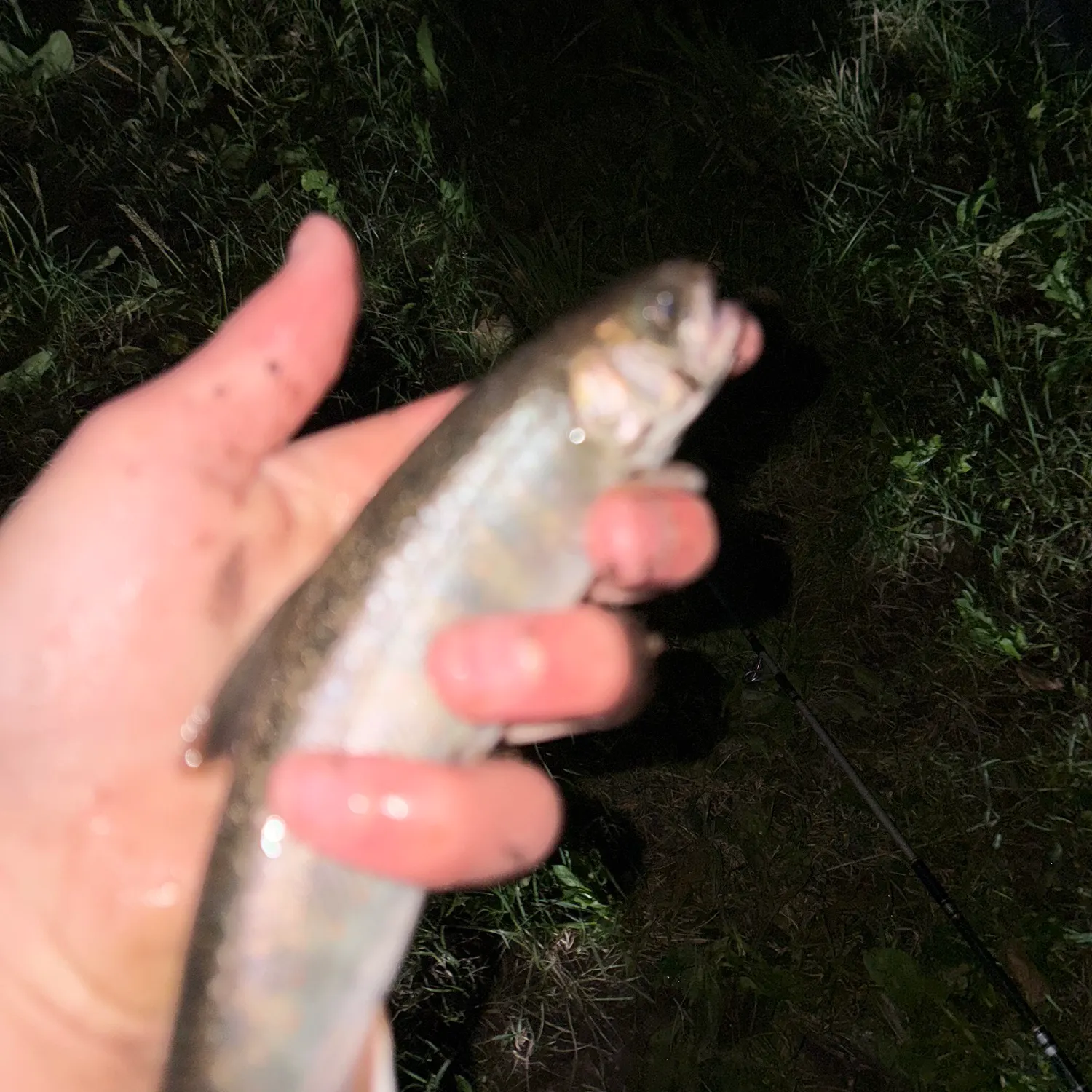 The most recent Dolly varden catches on Fishbrain