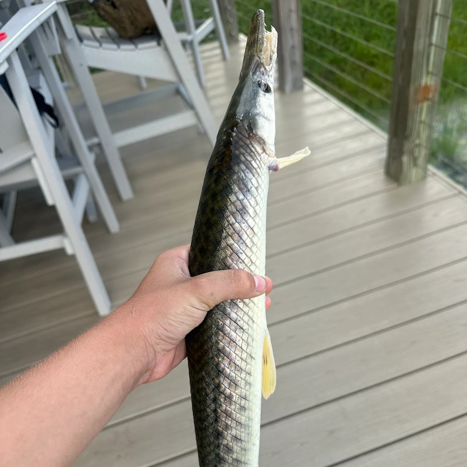 Fish caught on Fishbrain