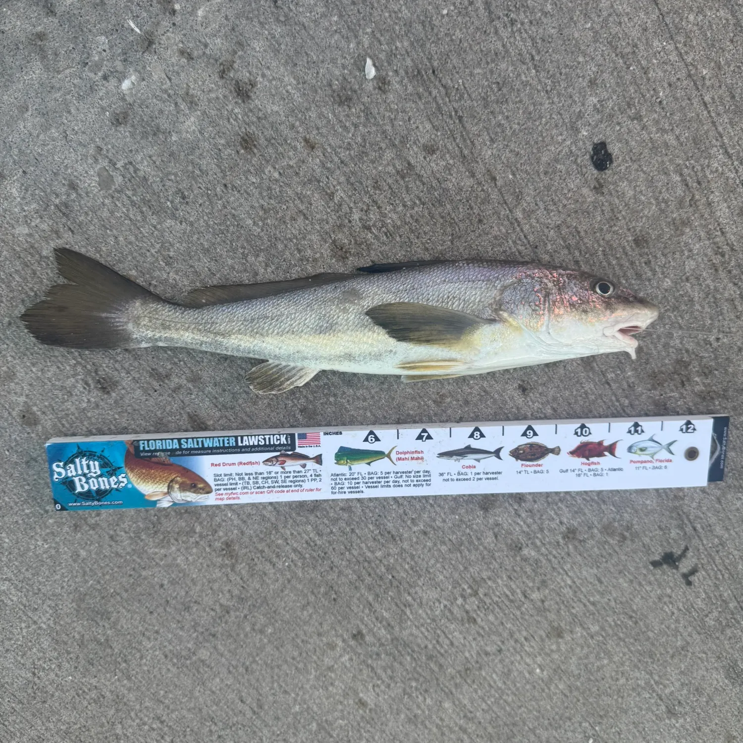 Black drum caught on Fishbrain