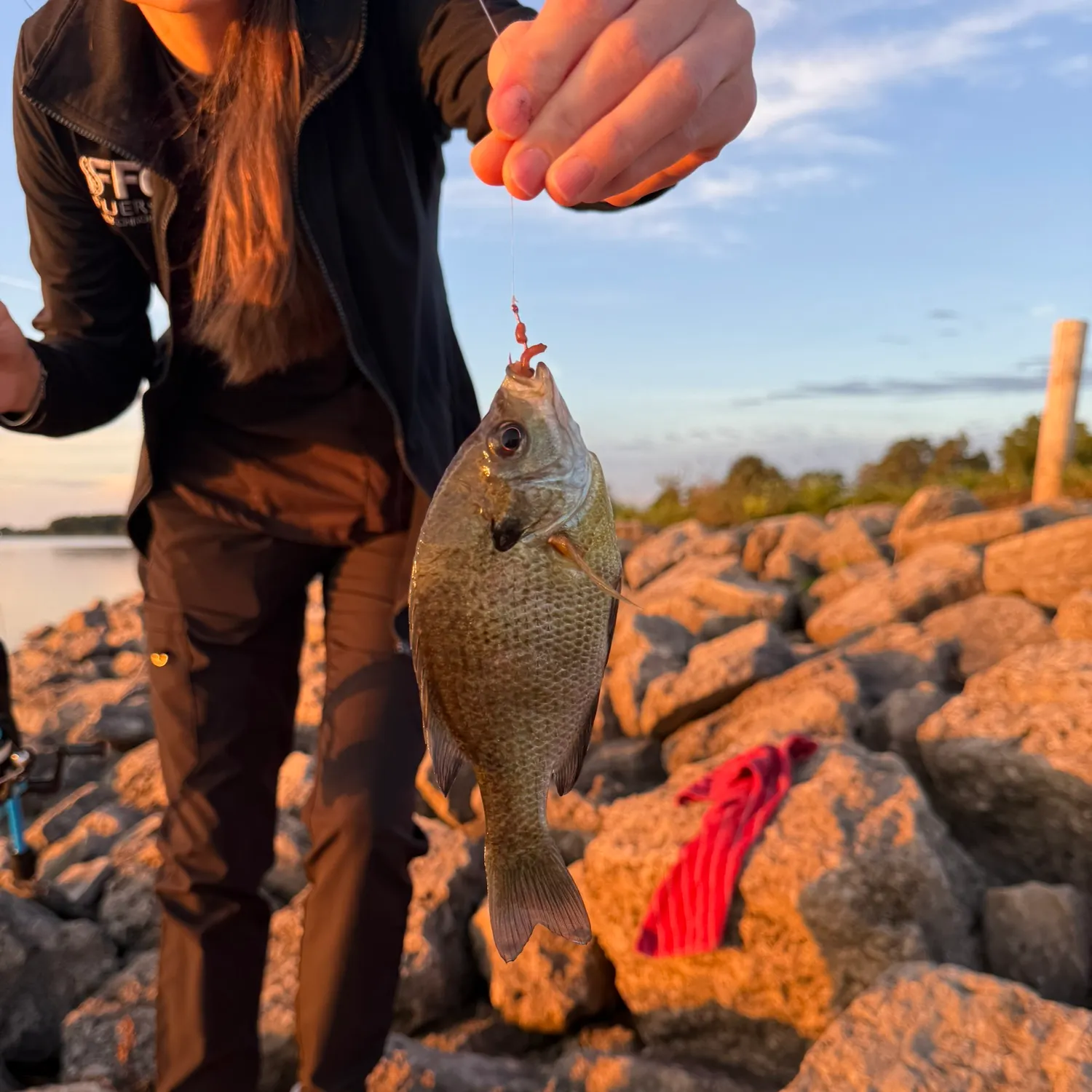Bluegill caught on Fishbrain